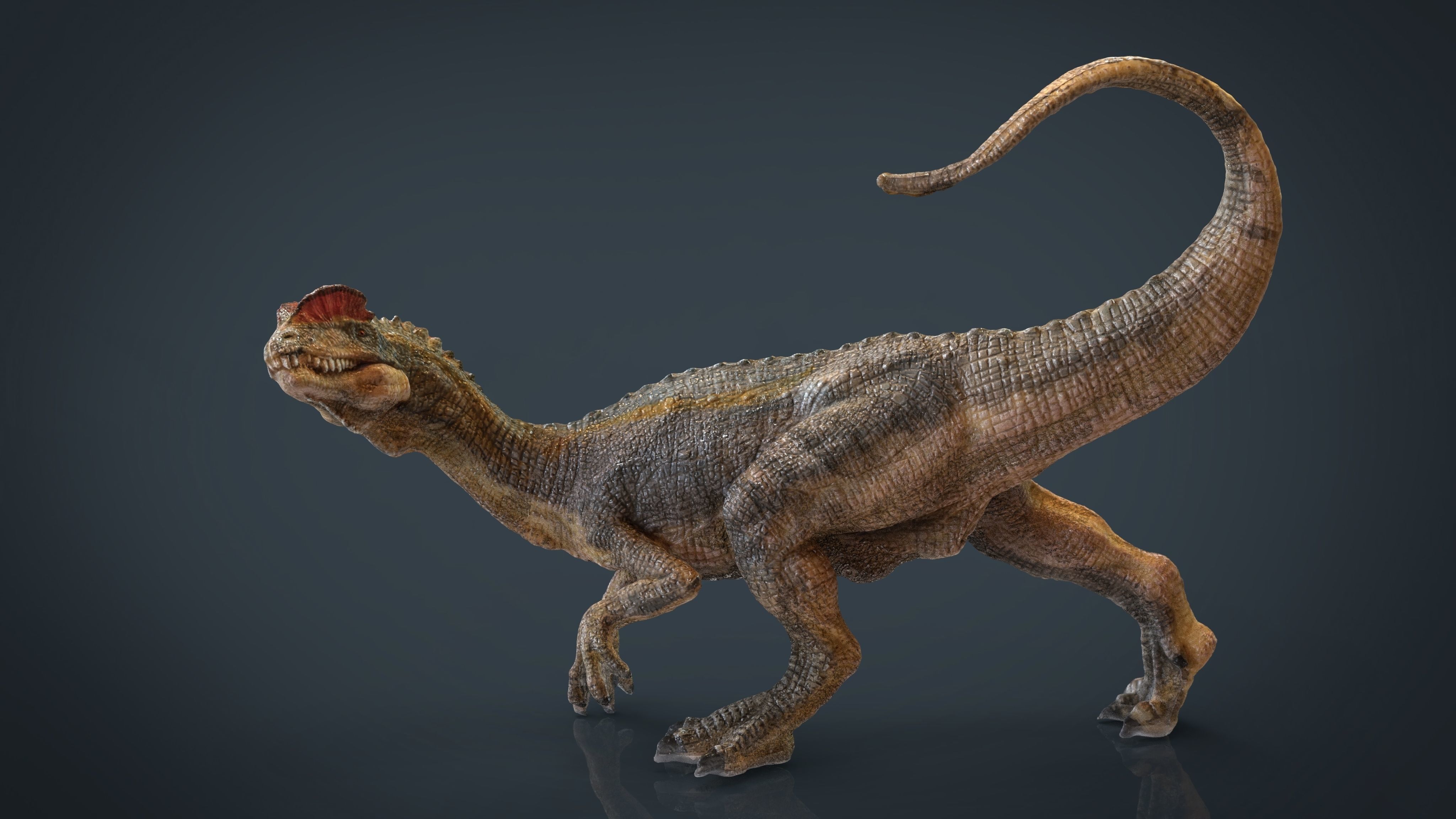 Dilophosaurus dinosaur Low-poly 3D model_12