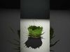 Lush Green Grass model pack Low-poly 3D model_2