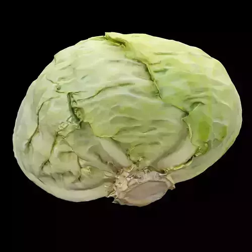 Cabbage 3D Model Vol 01