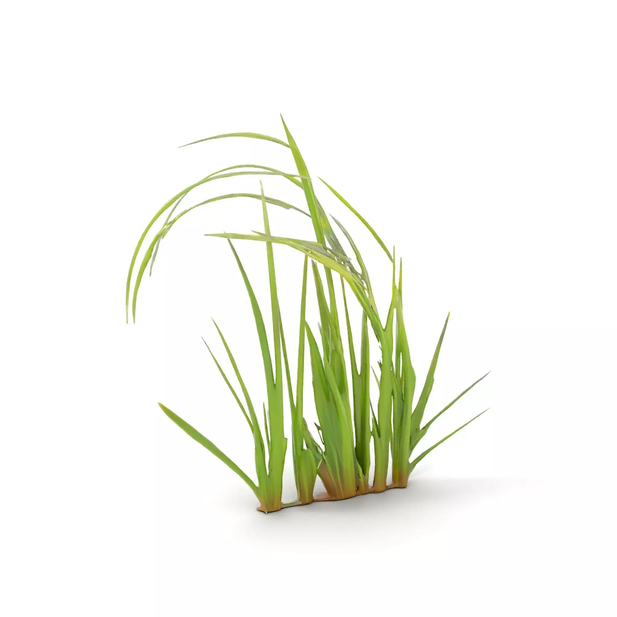 Vibrant Grass Blade model pack Low-poly 3D model_13