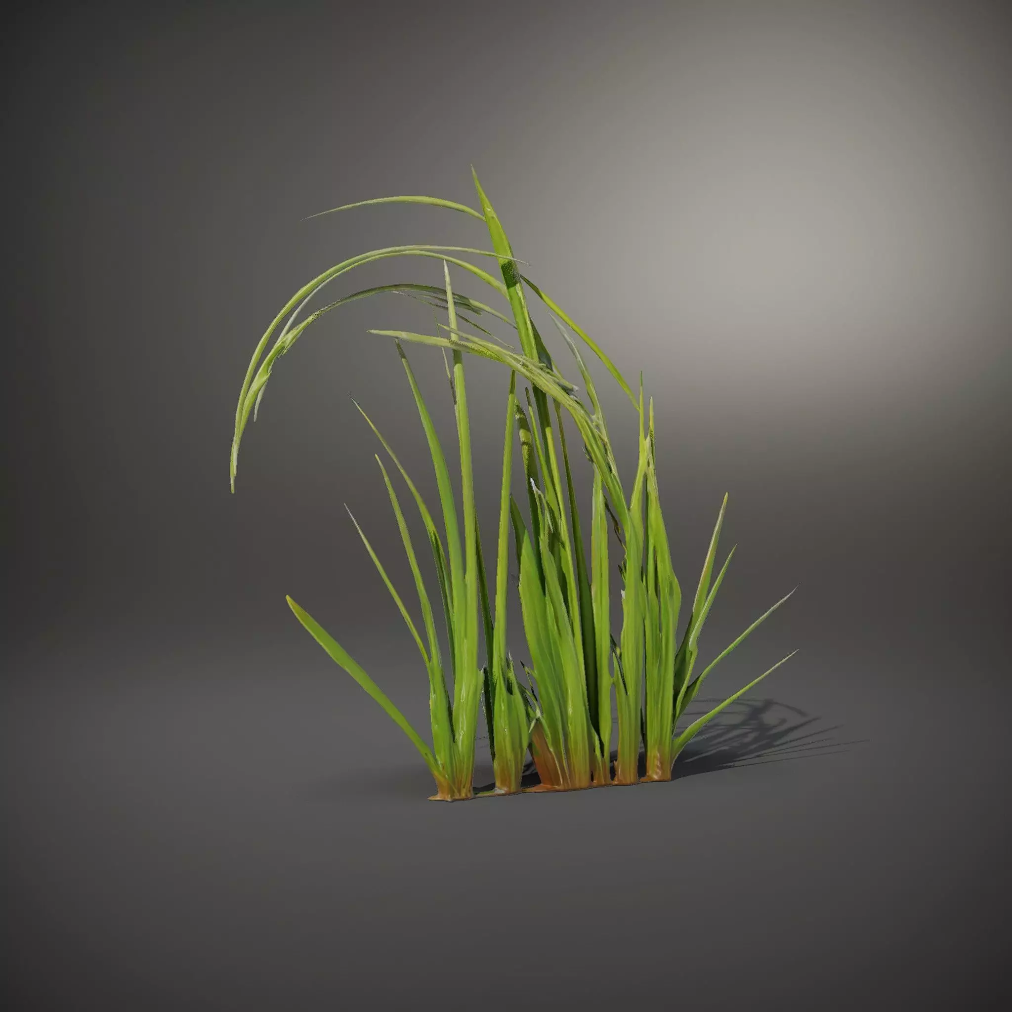 Vibrant Grass Blade model pack Low-poly 3D model_35
