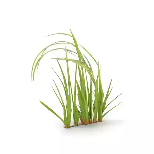 Vibrant Grass Blade model pack Low-poly 3D model