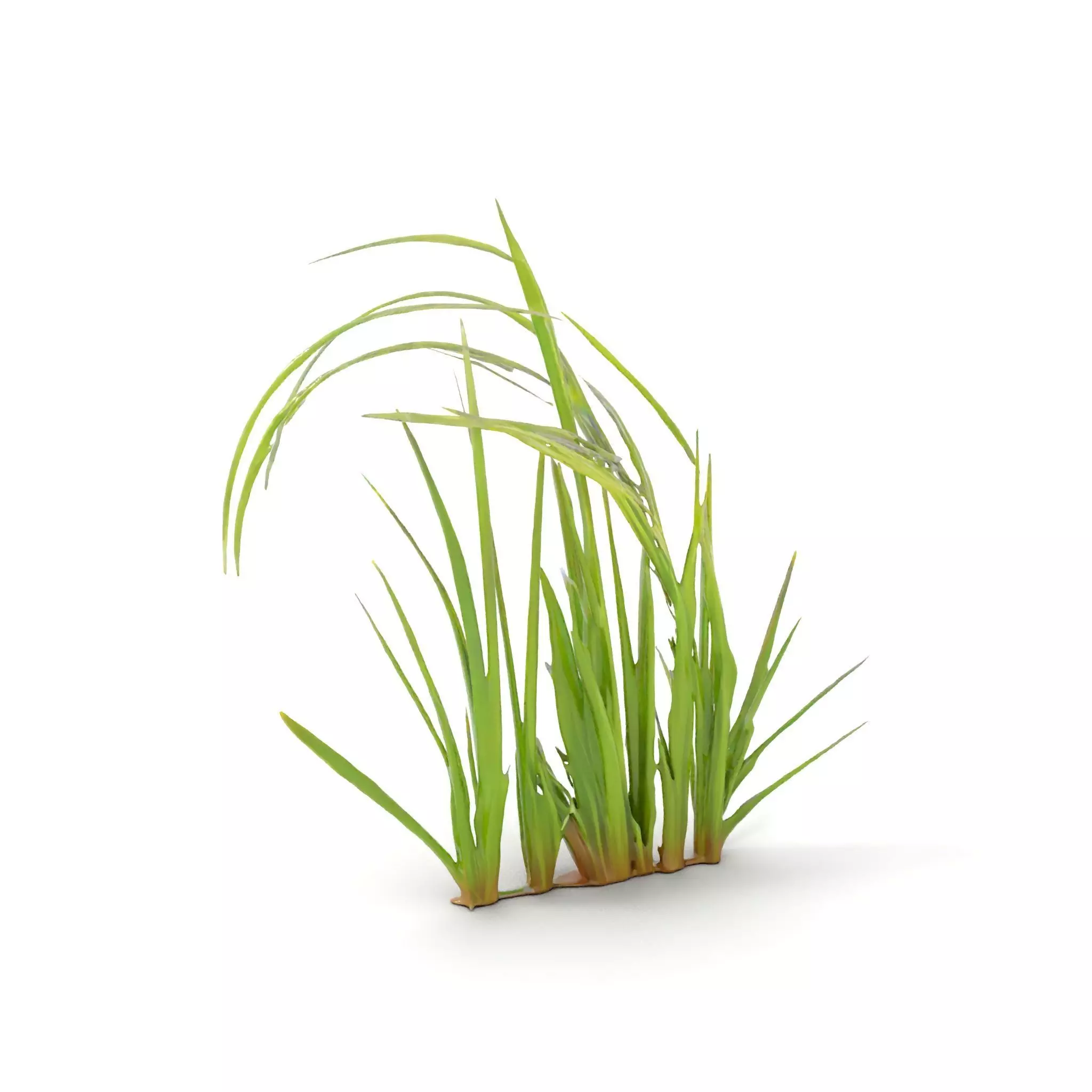Vibrant Grass Blade model pack Low-poly 3D model_0