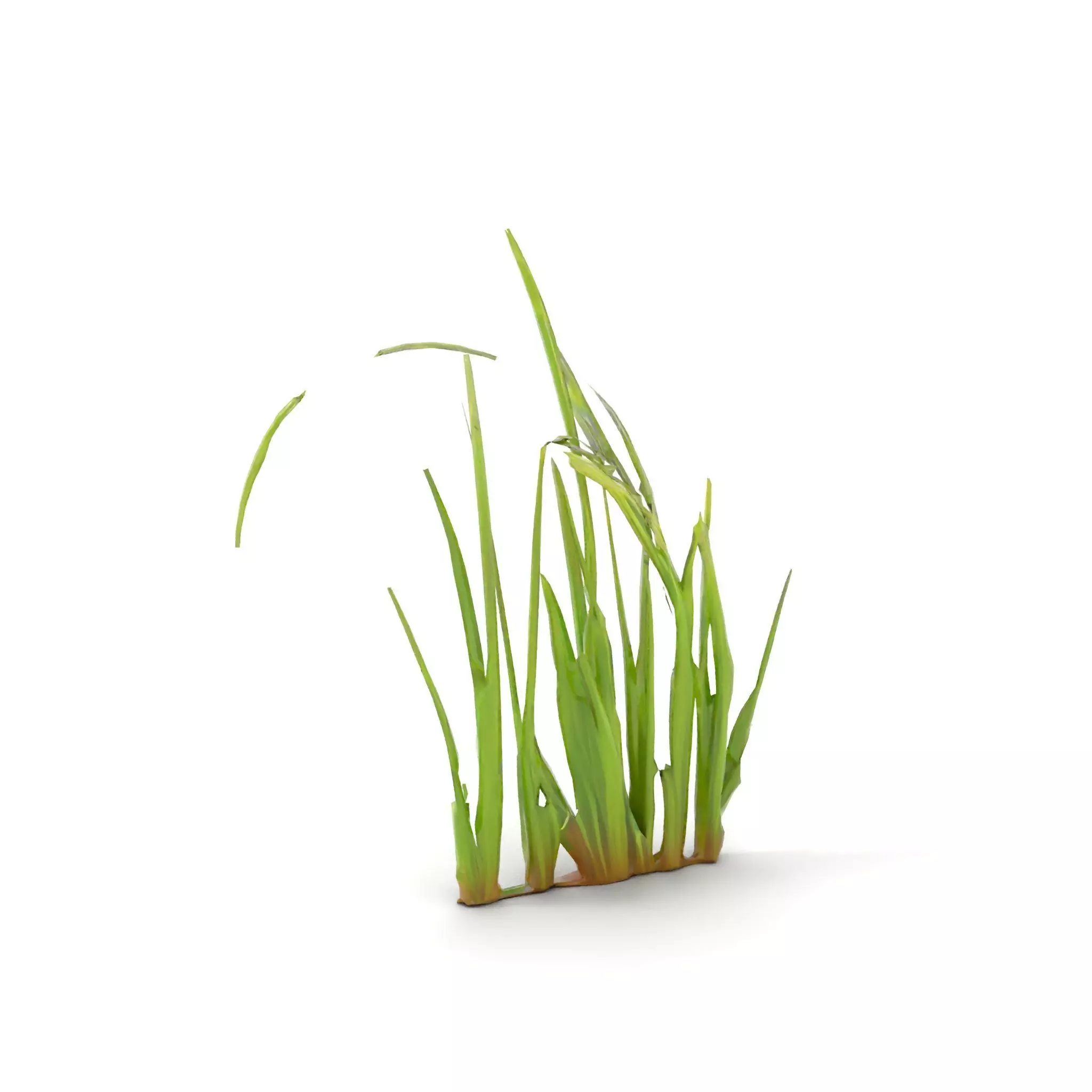 Vibrant Grass Blade model pack Low-poly 3D model_8