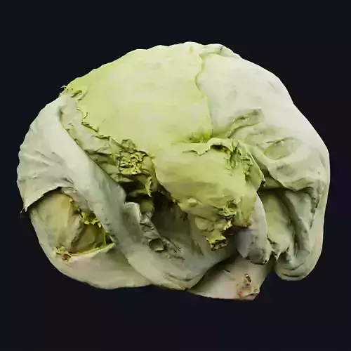 Lettuce 3D Model Vol 01