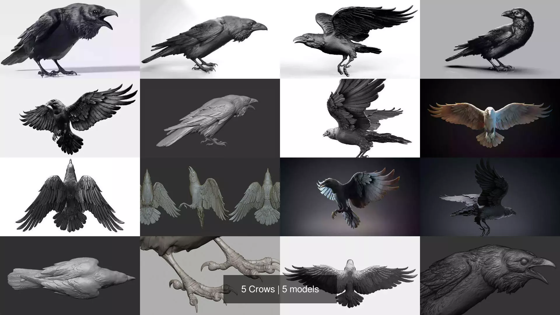 5 Crows 3D Model Collection_3