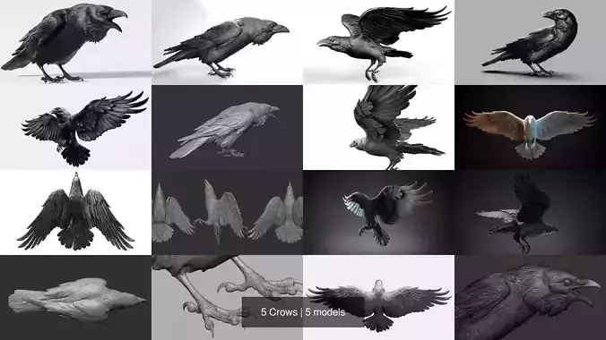 5 Crows