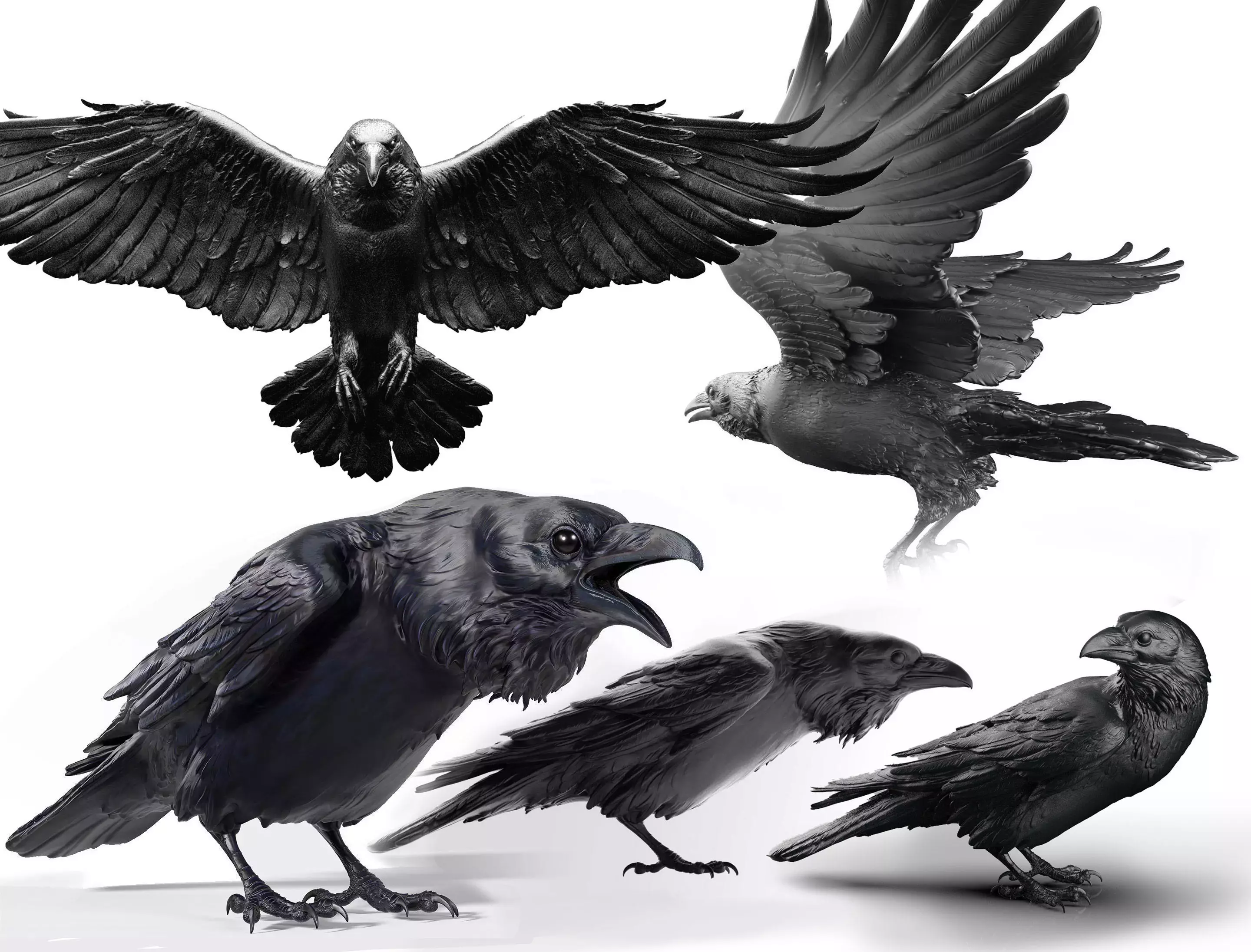 5 Crows 3D Model Collection_0