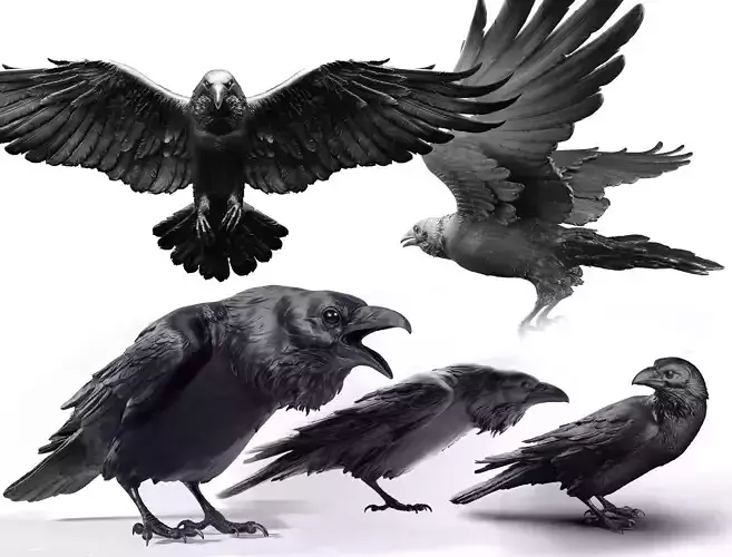5 Crows