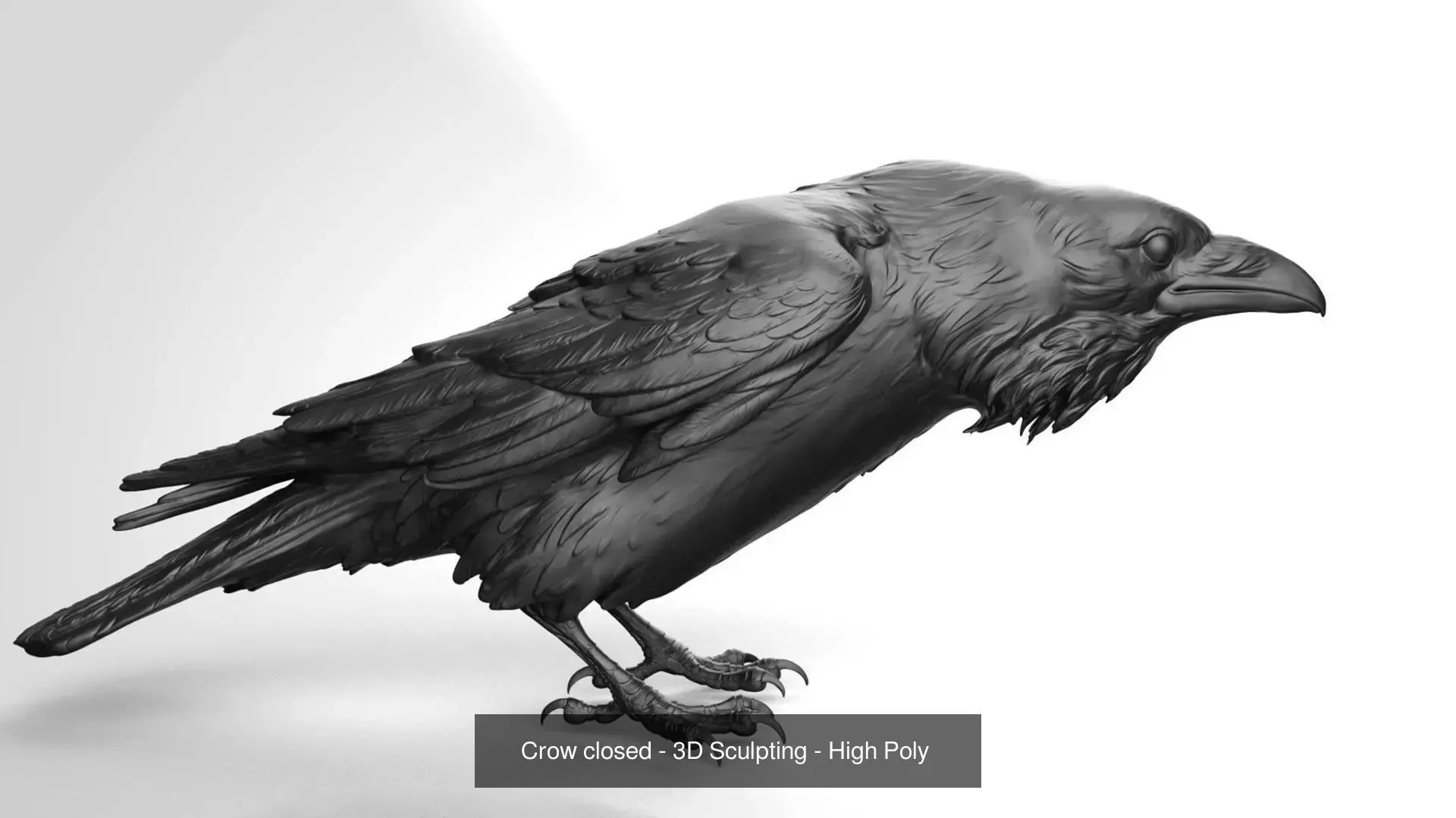5 Crows 3D Model Collection_5
