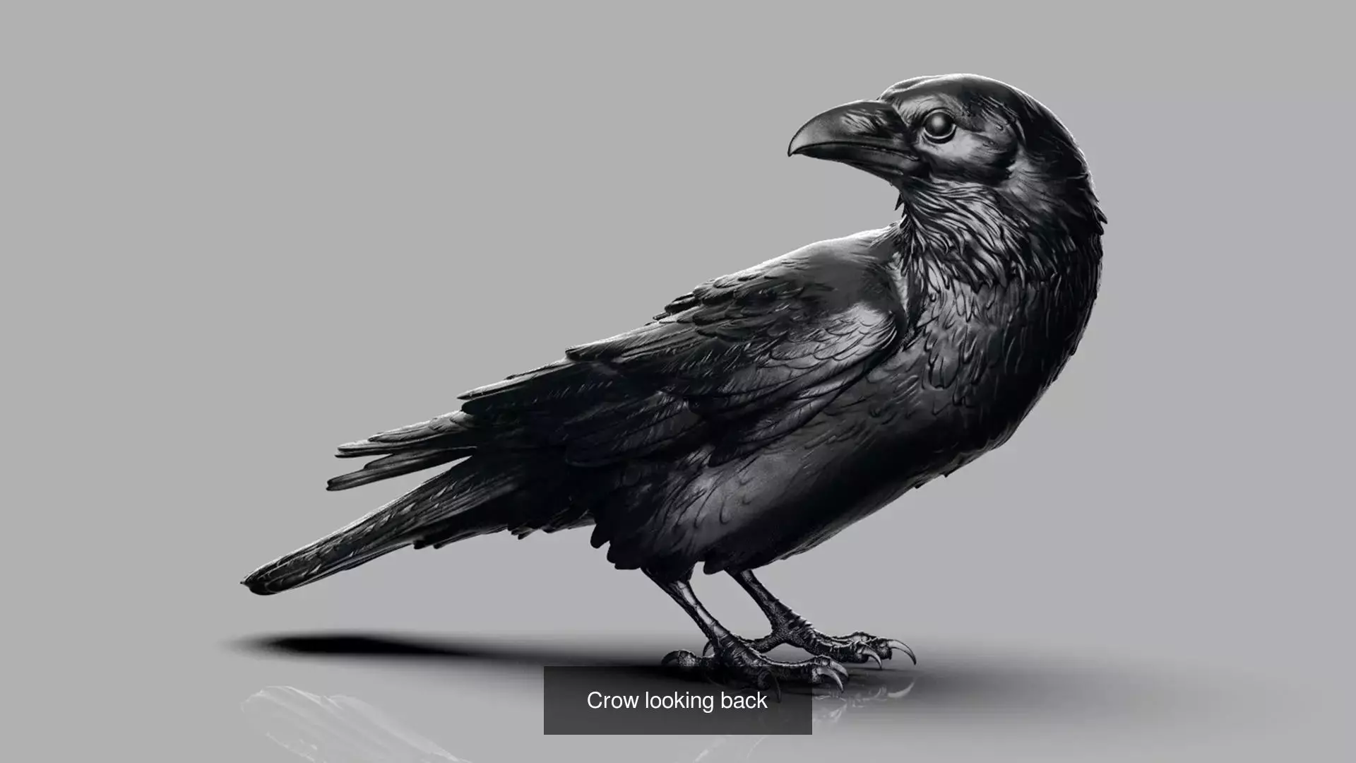 5 Crows 3D Model Collection_6