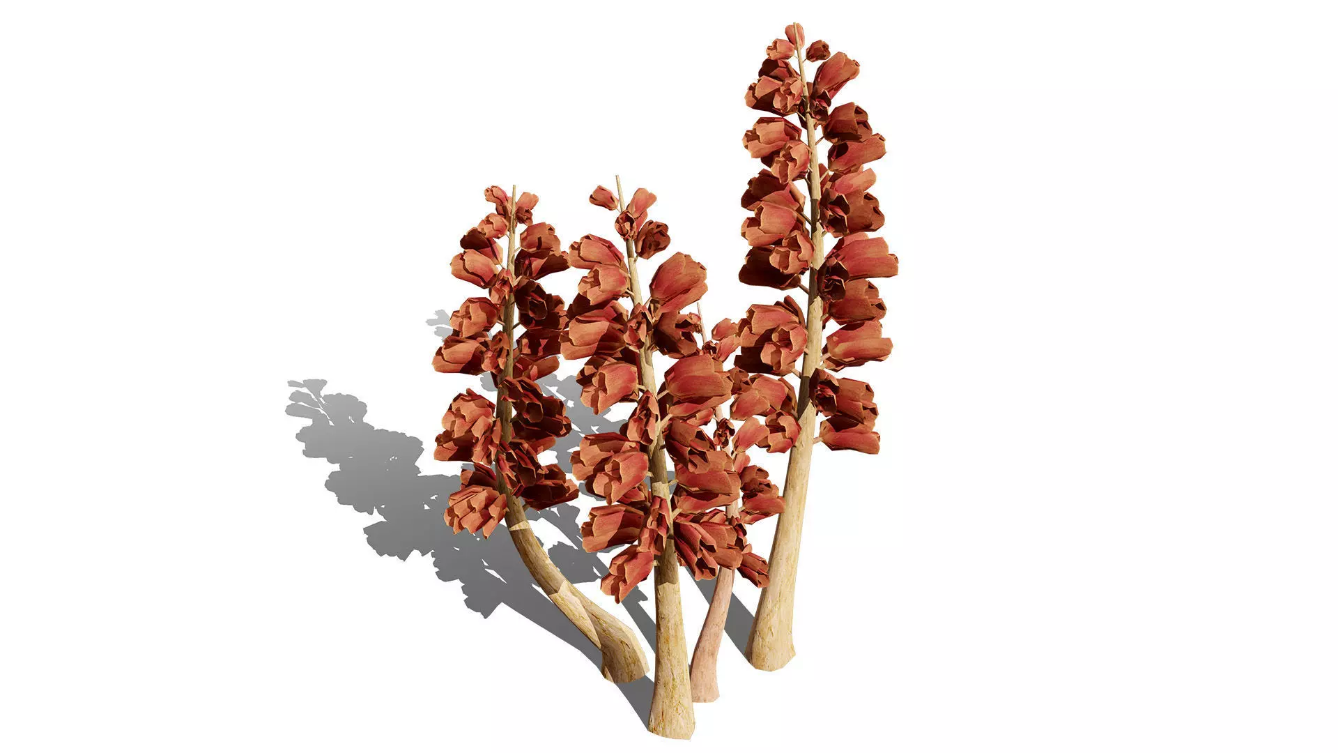 British Thyme Broomrape 3D Model Low-poly 3D model_5