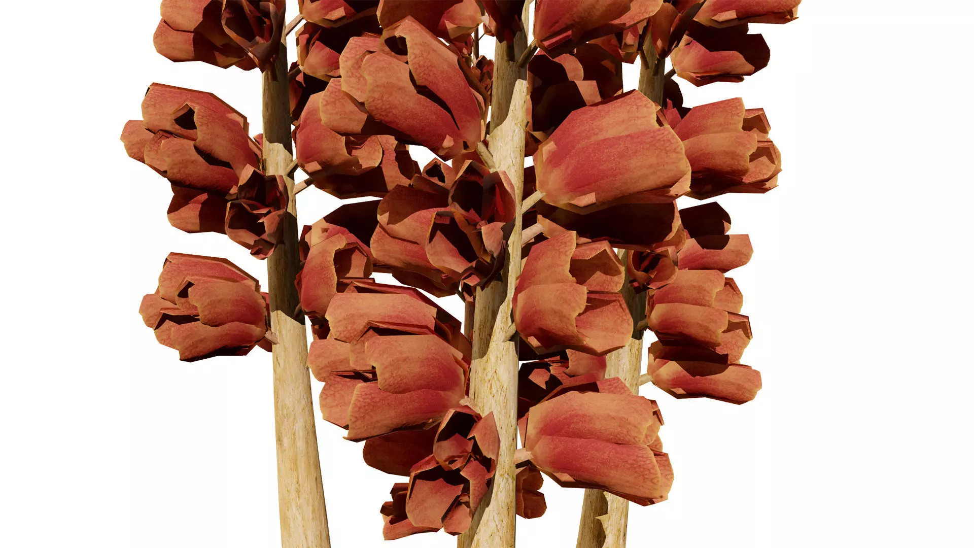 British Thyme Broomrape 3D Model Low-poly 3D model_6