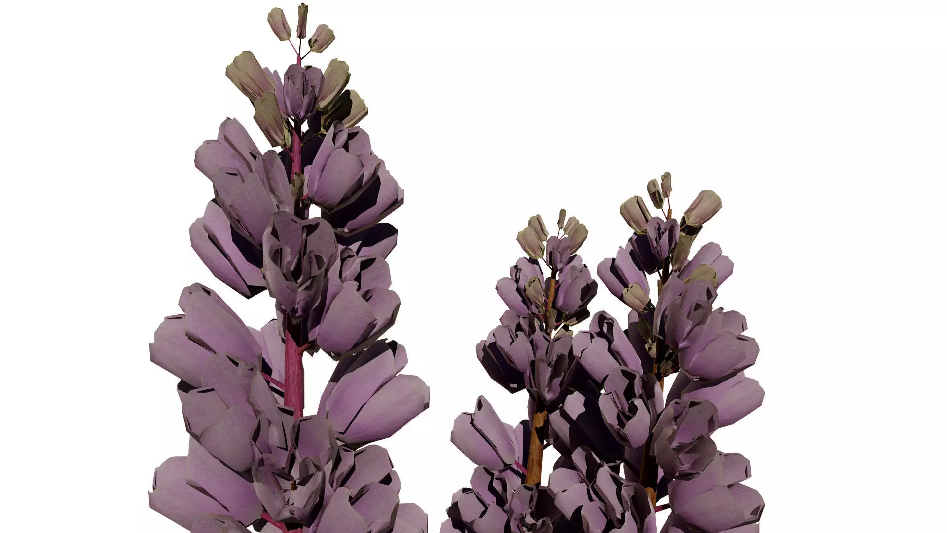 British Thyme Broomrape 3D Model Low-poly 3D model_8