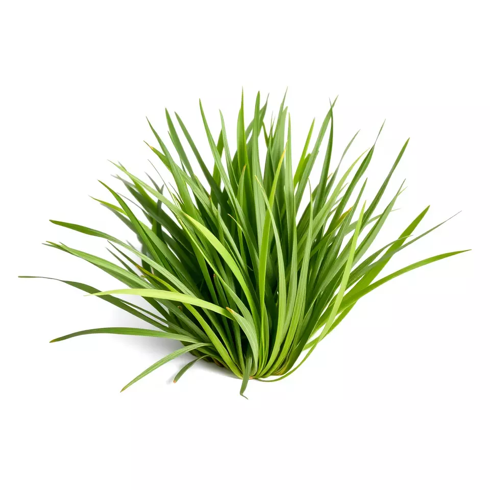 Green Grass Cluster model pack Low-poly 3D model_3