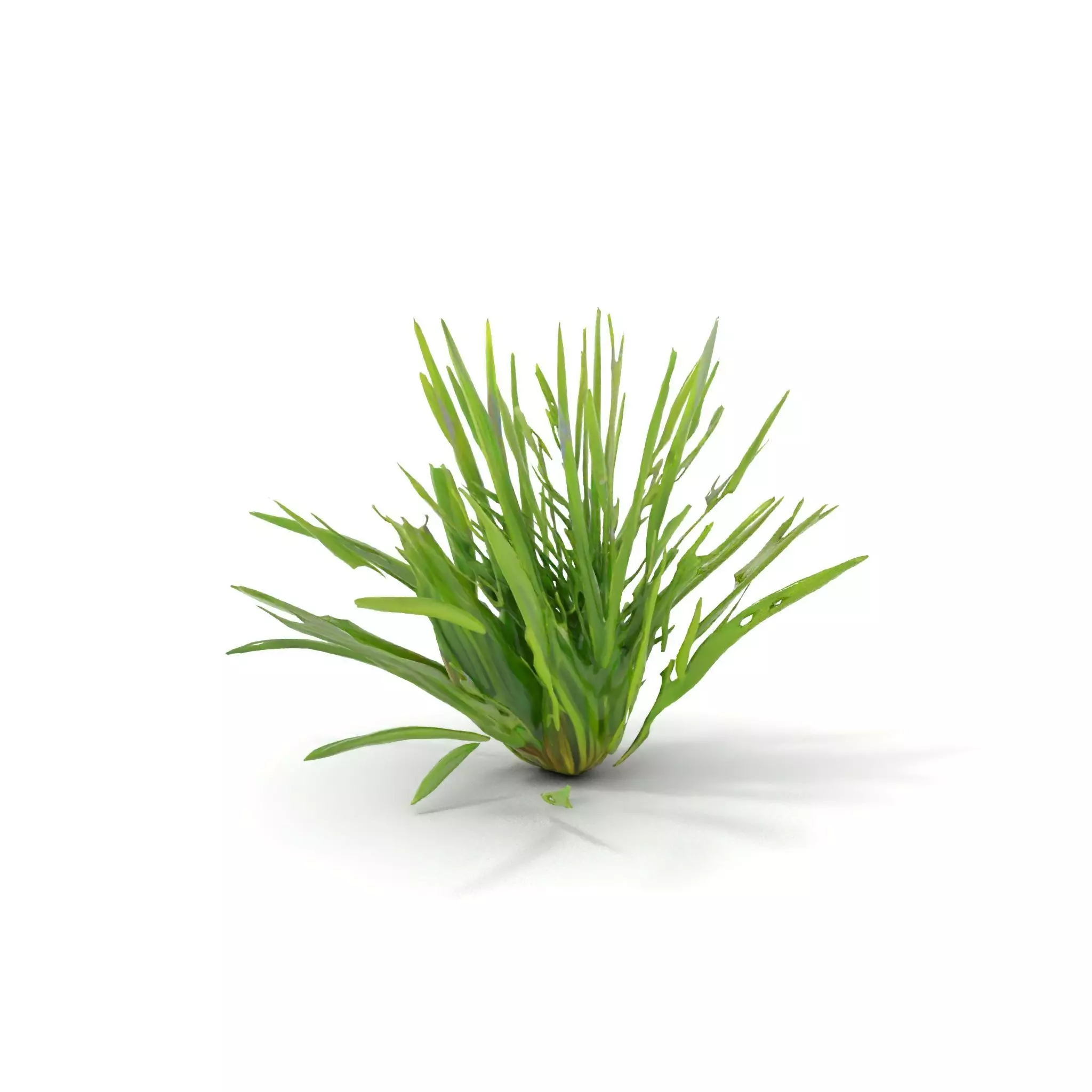 Green Grass Cluster model pack Low-poly 3D model_20