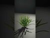 Green Grass Cluster model pack Low-poly 3D model_2