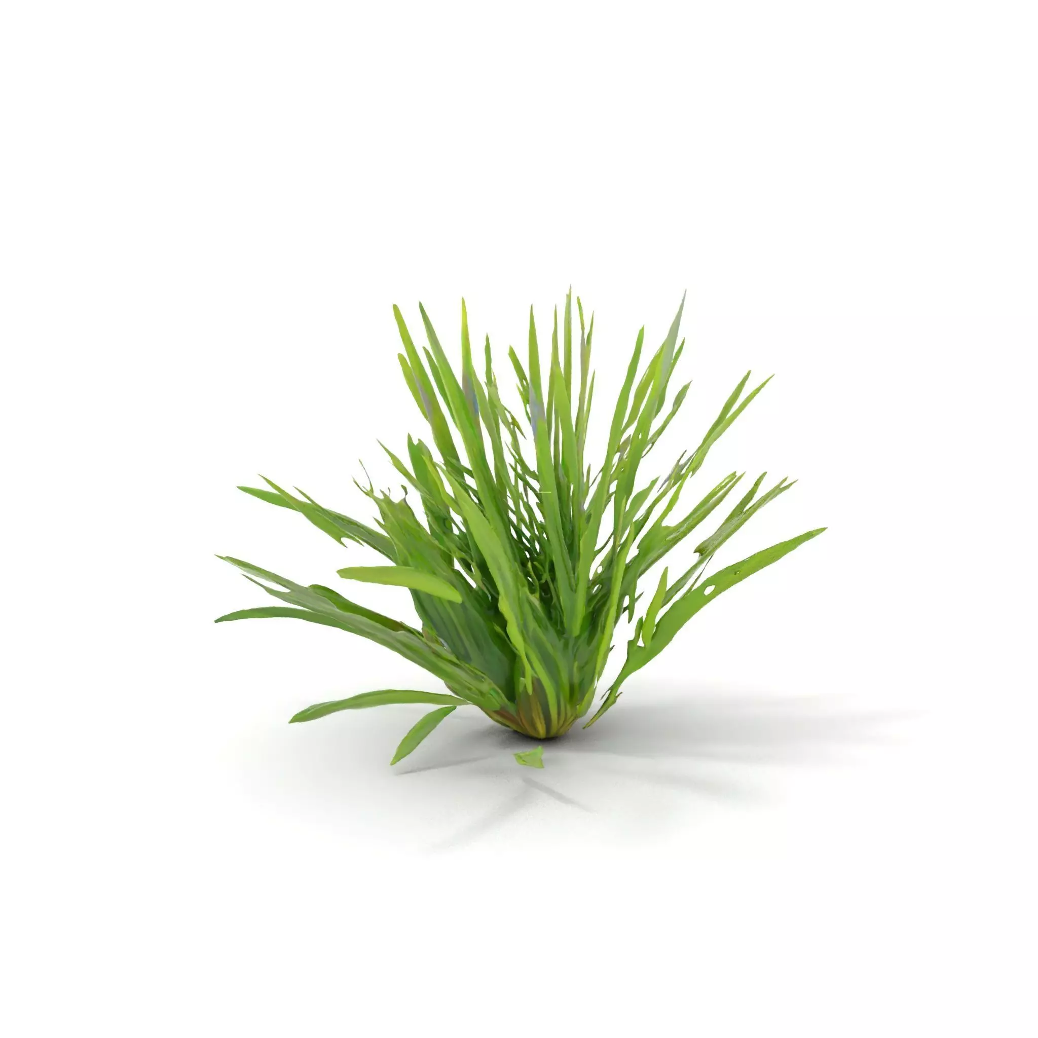 Green Grass Cluster model pack Low-poly 3D model_0