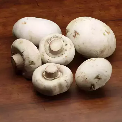 Mushroom 3D Model Vol 01