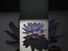 Exquisite Water Lily 3D Collection _6
