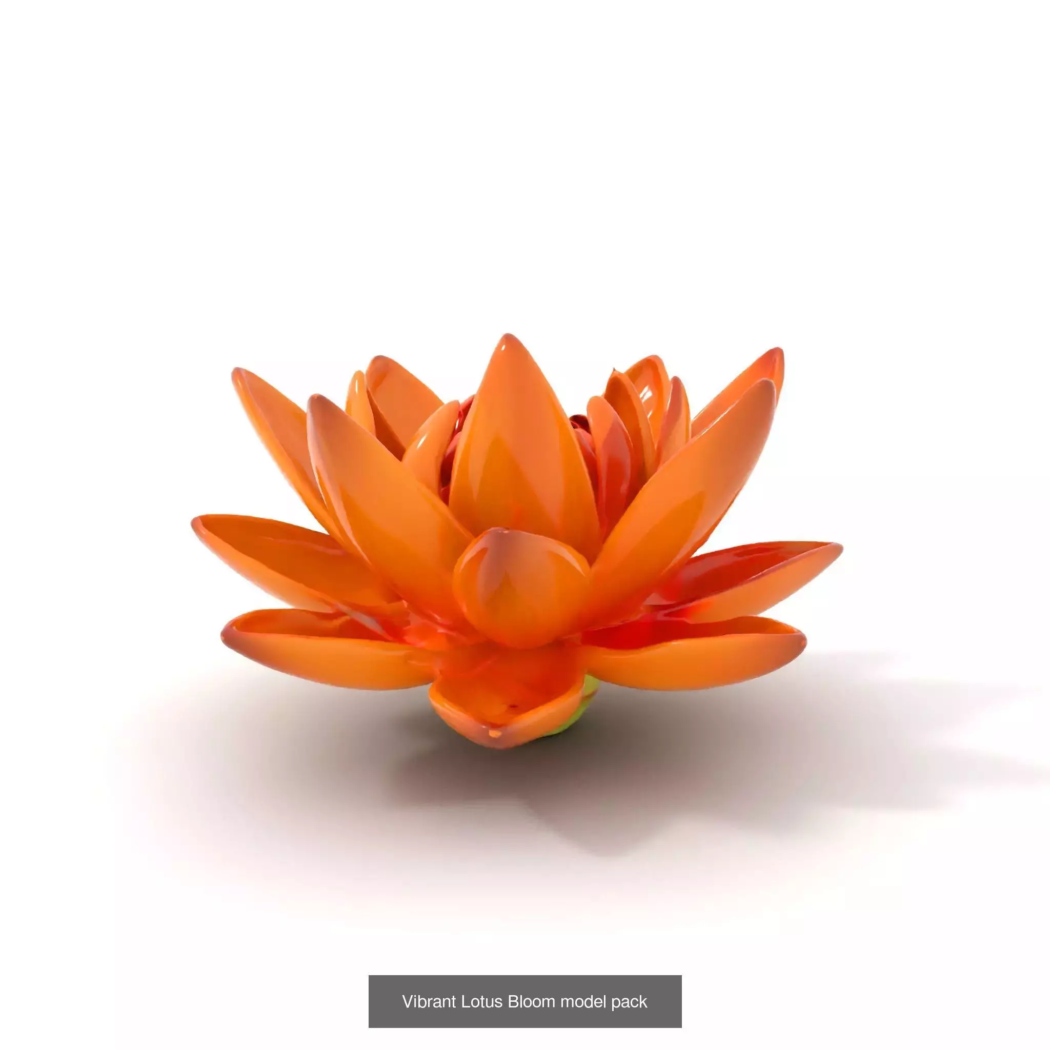 Exquisite Water Lily 3D Collection _8