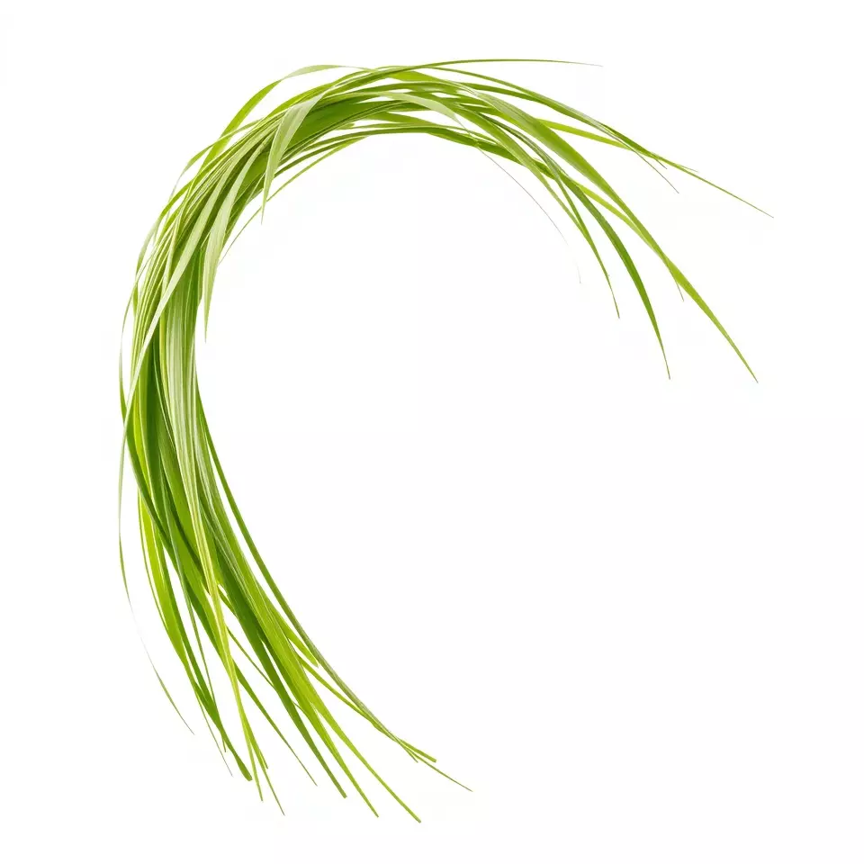 Curved Grass Blades model pack Low-poly 3D model_2