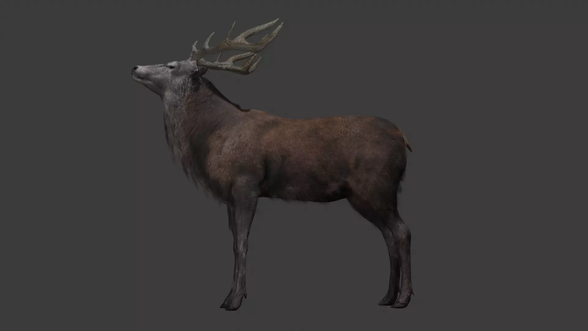 Deer 3D model optimized rigged animated game ready Low-poly 3D model_2
