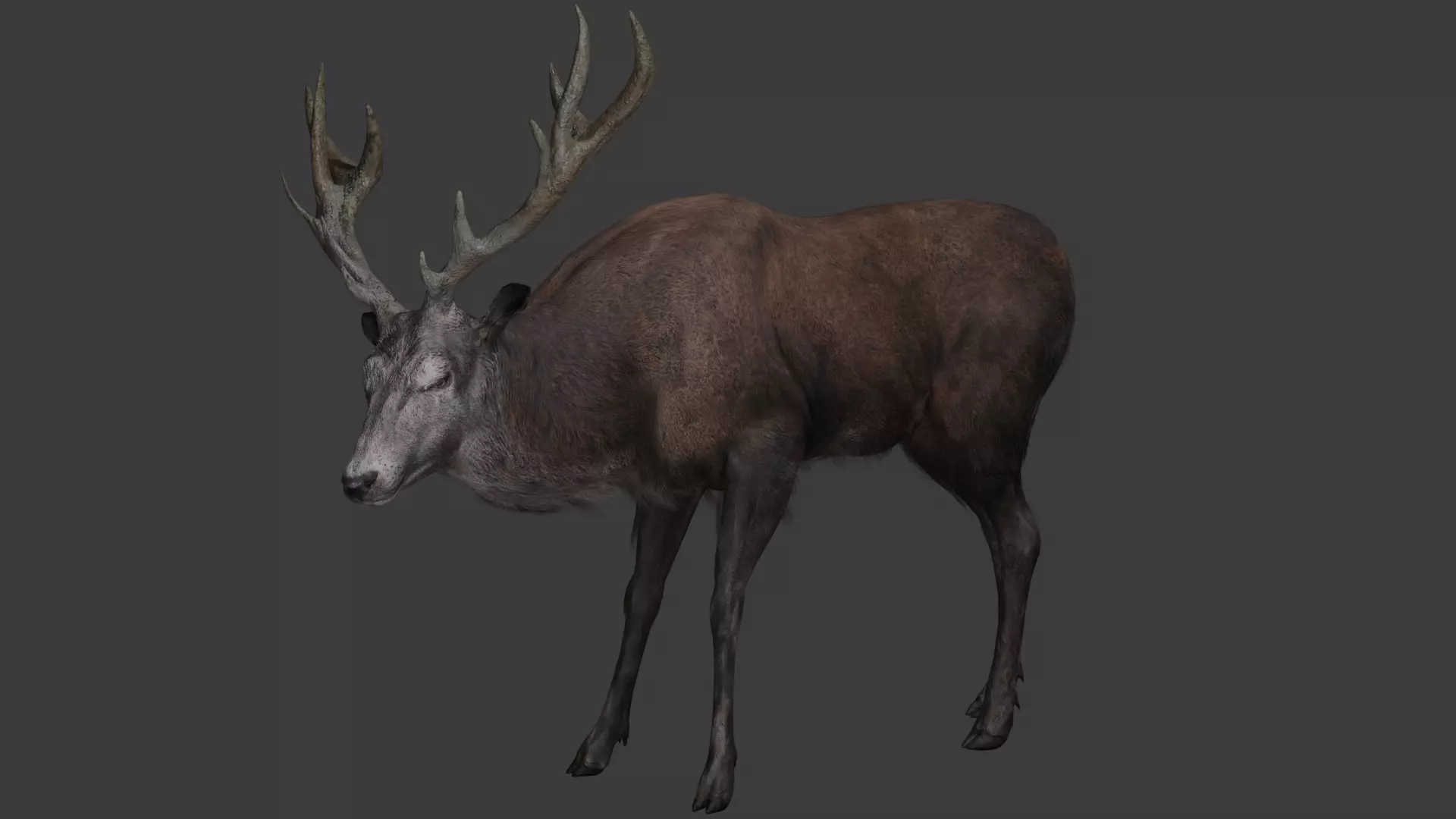 Deer 3D model optimized rigged animated game ready Low-poly 3D model_1