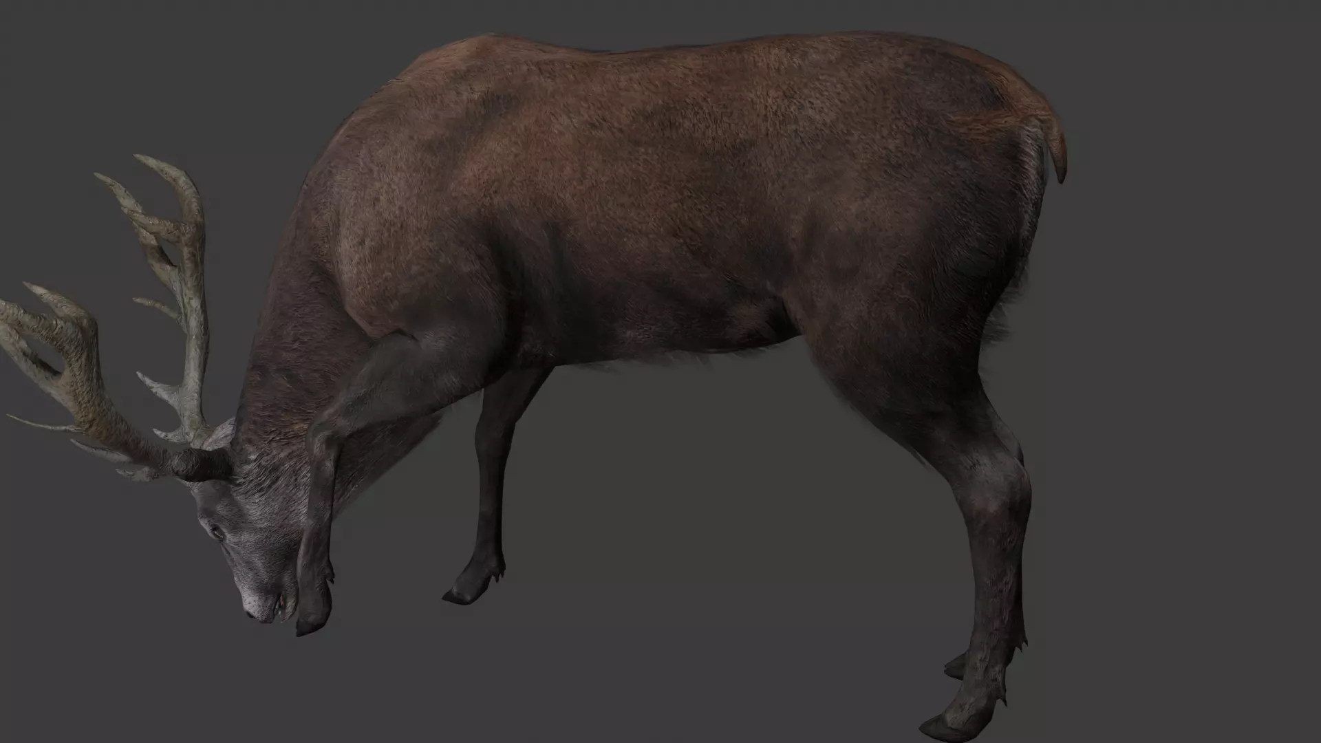 Deer 3D model optimized rigged animated game ready Low-poly 3D model_3