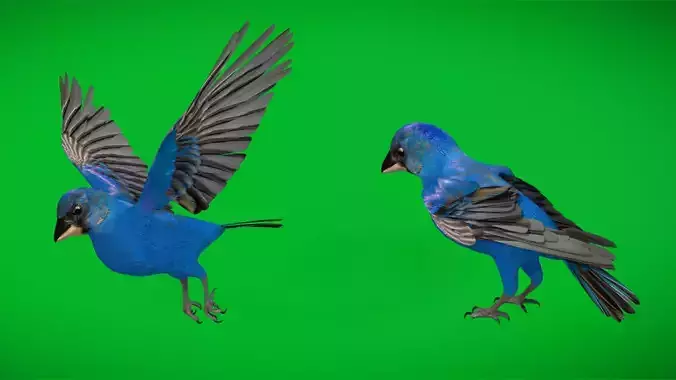 Indigo Bunting Cardinal Bird