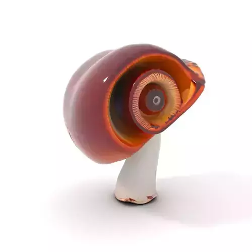Curved Spiral Mushroom model pack Low-poly 3D model