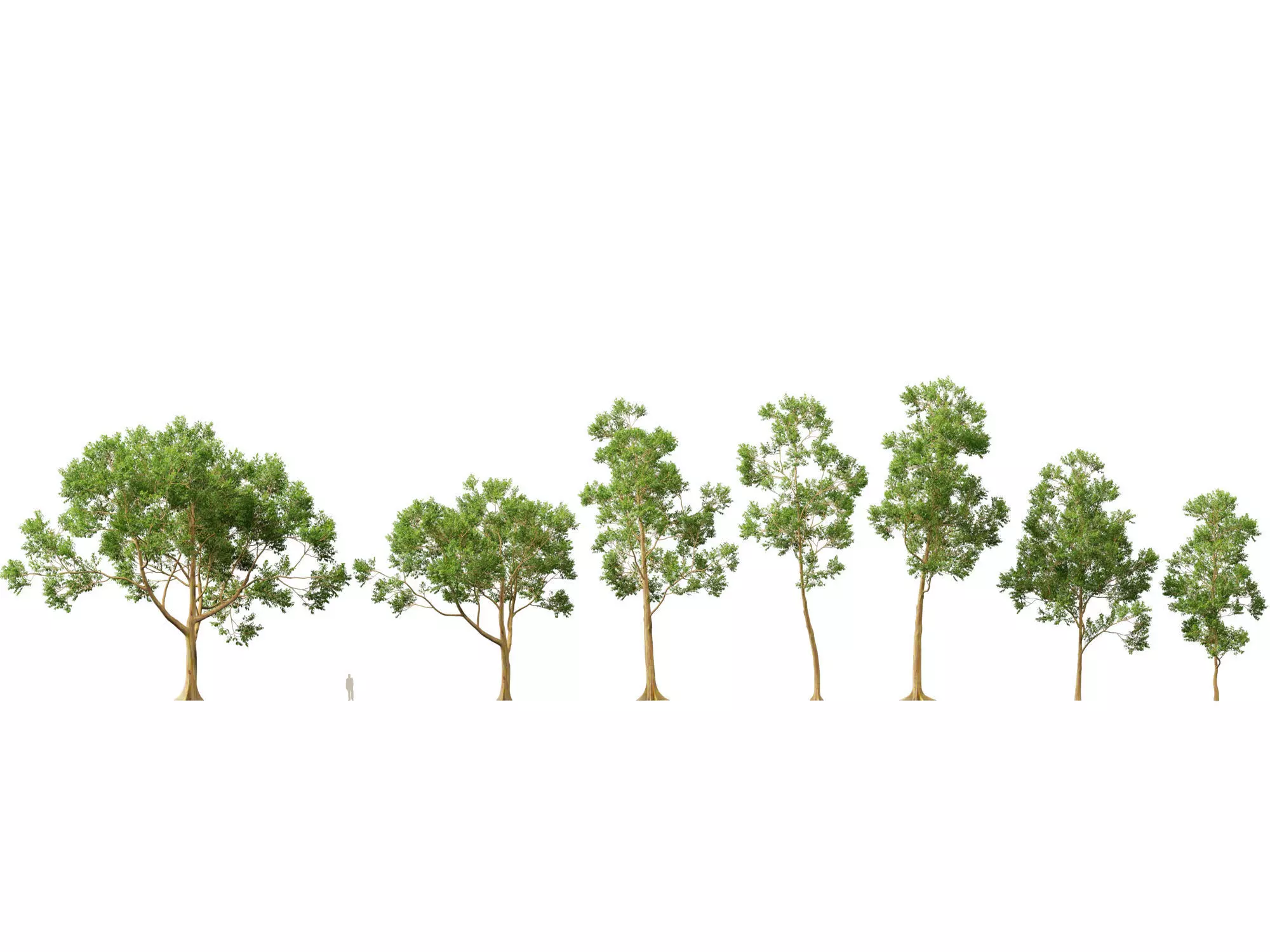 HighPoly -LowPoly - Eucalyptus Deglupta - Rainbow Gum Low-poly 3D model_0