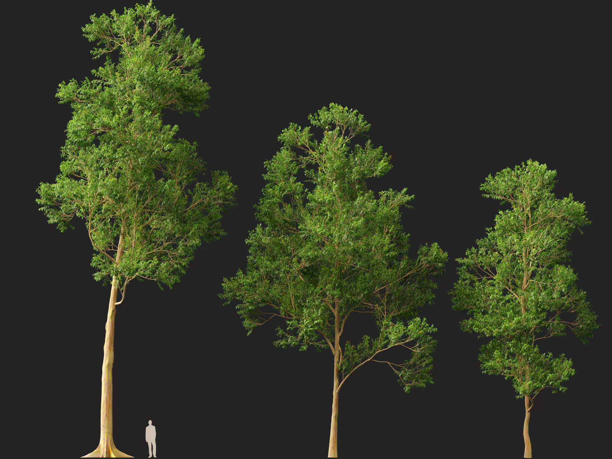 HighPoly -LowPoly - Eucalyptus Deglupta - Rainbow Gum Low-poly 3D model_12