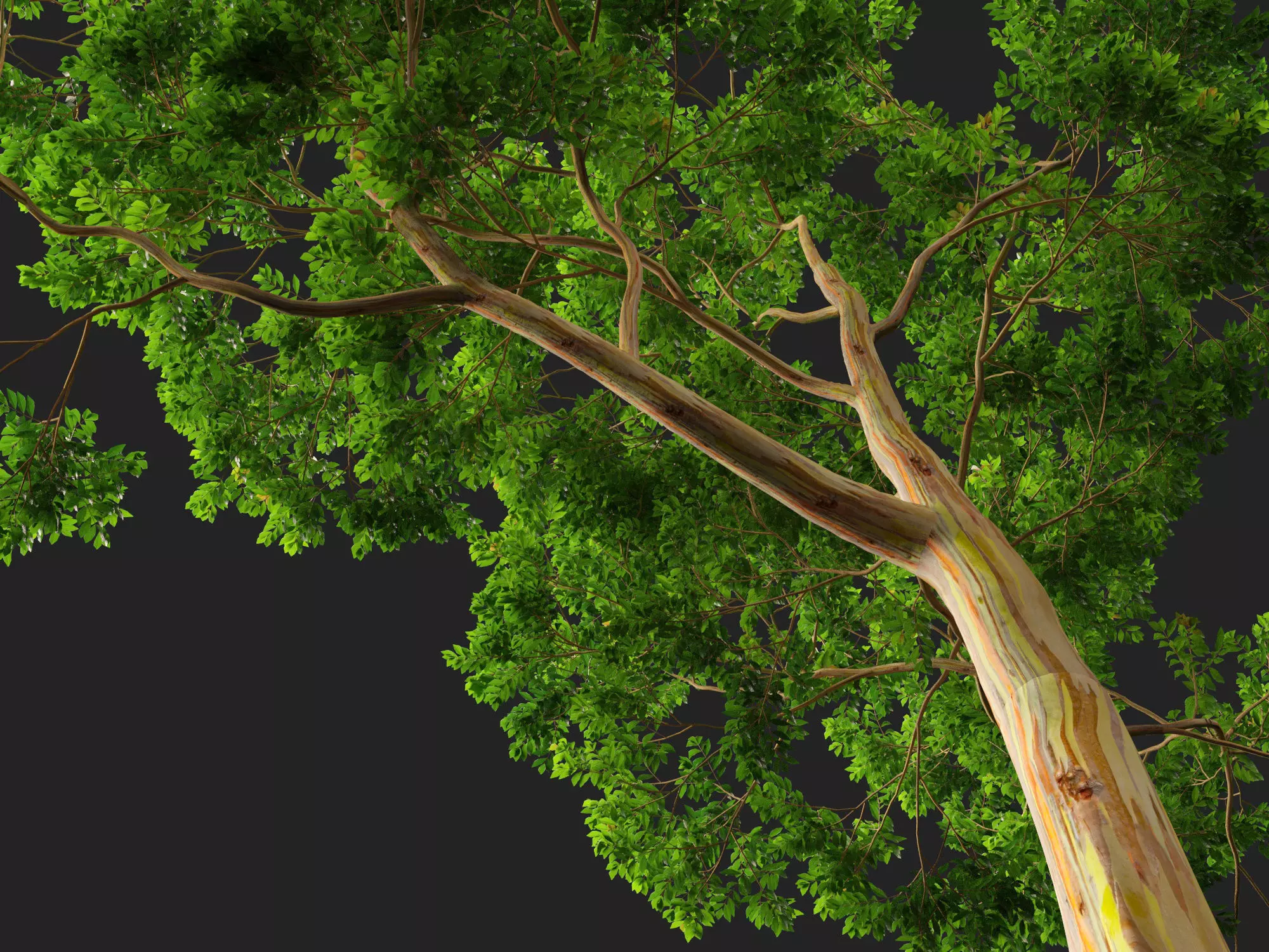 HighPoly -LowPoly - Eucalyptus Deglupta - Rainbow Gum Low-poly 3D model_3
