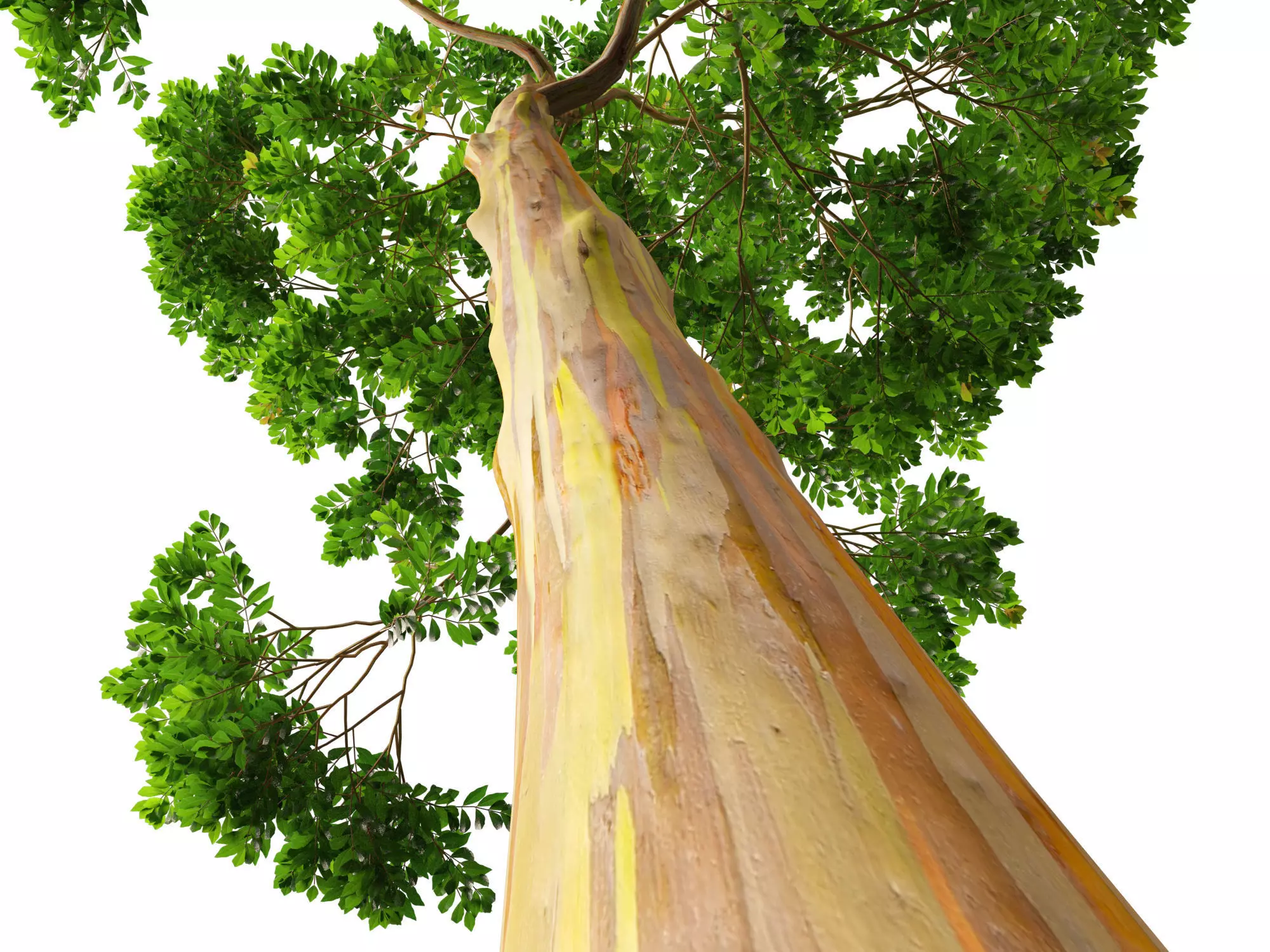 HighPoly -LowPoly - Eucalyptus Deglupta - Rainbow Gum Low-poly 3D model_4