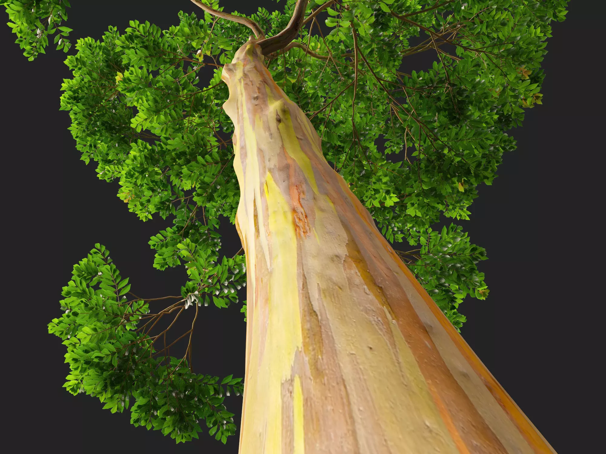 HighPoly -LowPoly - Eucalyptus Deglupta - Rainbow Gum Low-poly 3D model_5