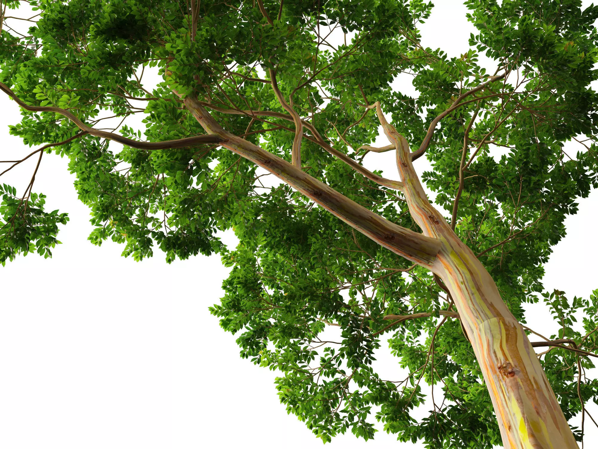 HighPoly -LowPoly - Eucalyptus Deglupta - Rainbow Gum Low-poly 3D model_2