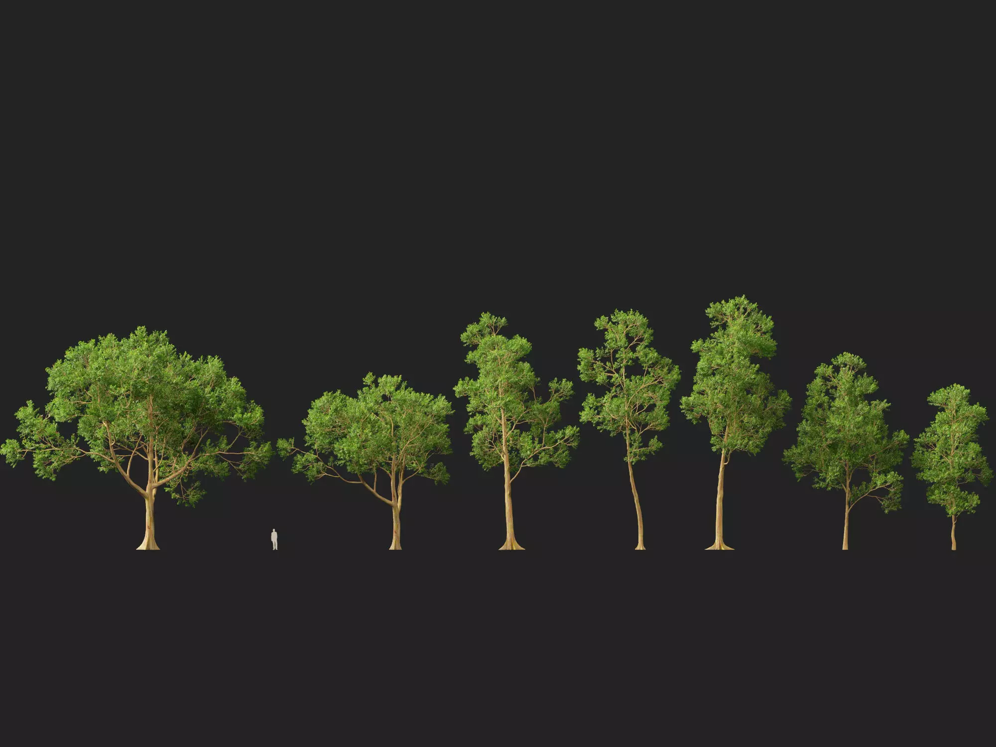 HighPoly -LowPoly - Eucalyptus Deglupta - Rainbow Gum Low-poly 3D model_6