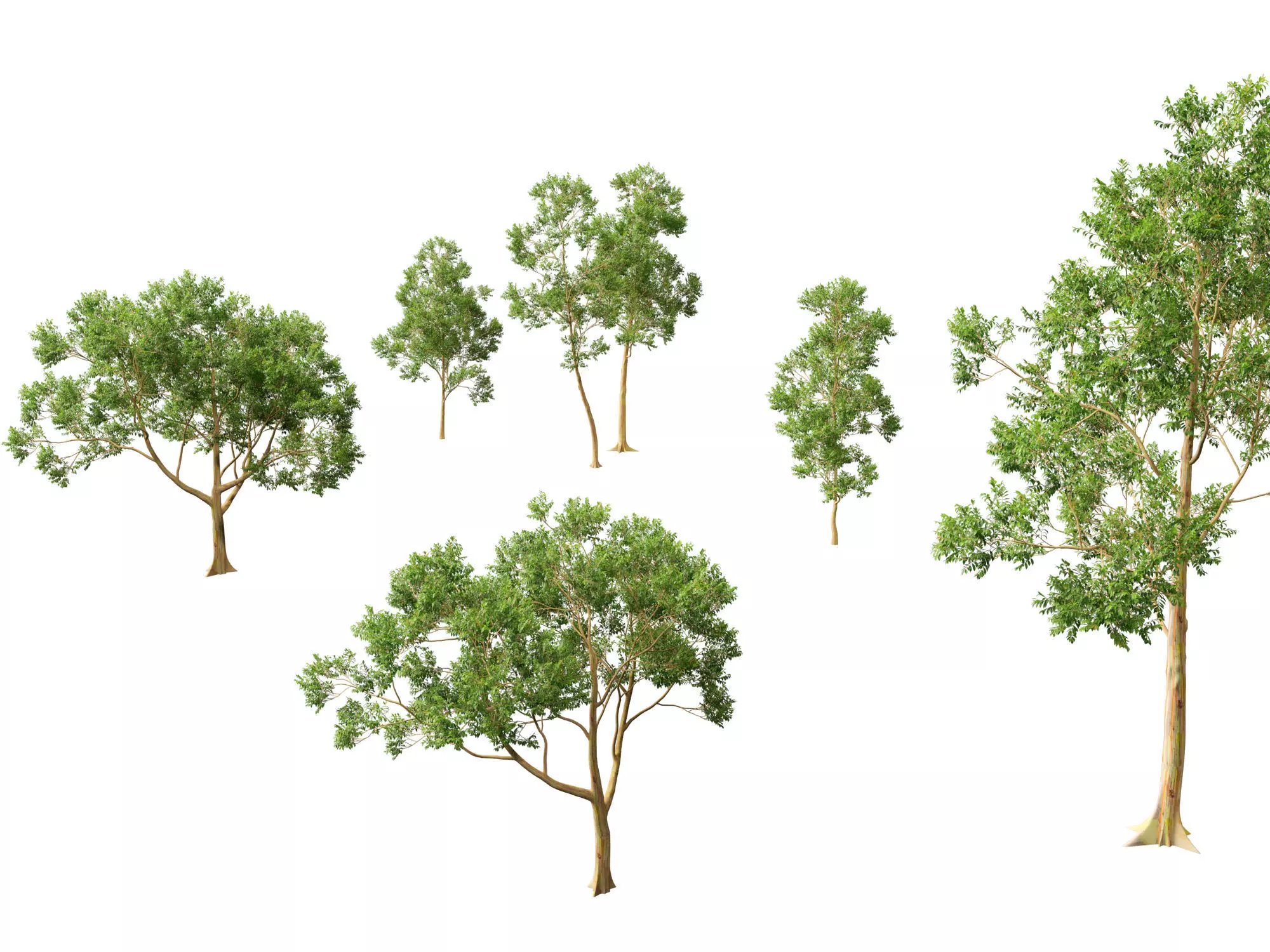 HighPoly -LowPoly - Eucalyptus Deglupta - Rainbow Gum Low-poly 3D model_13