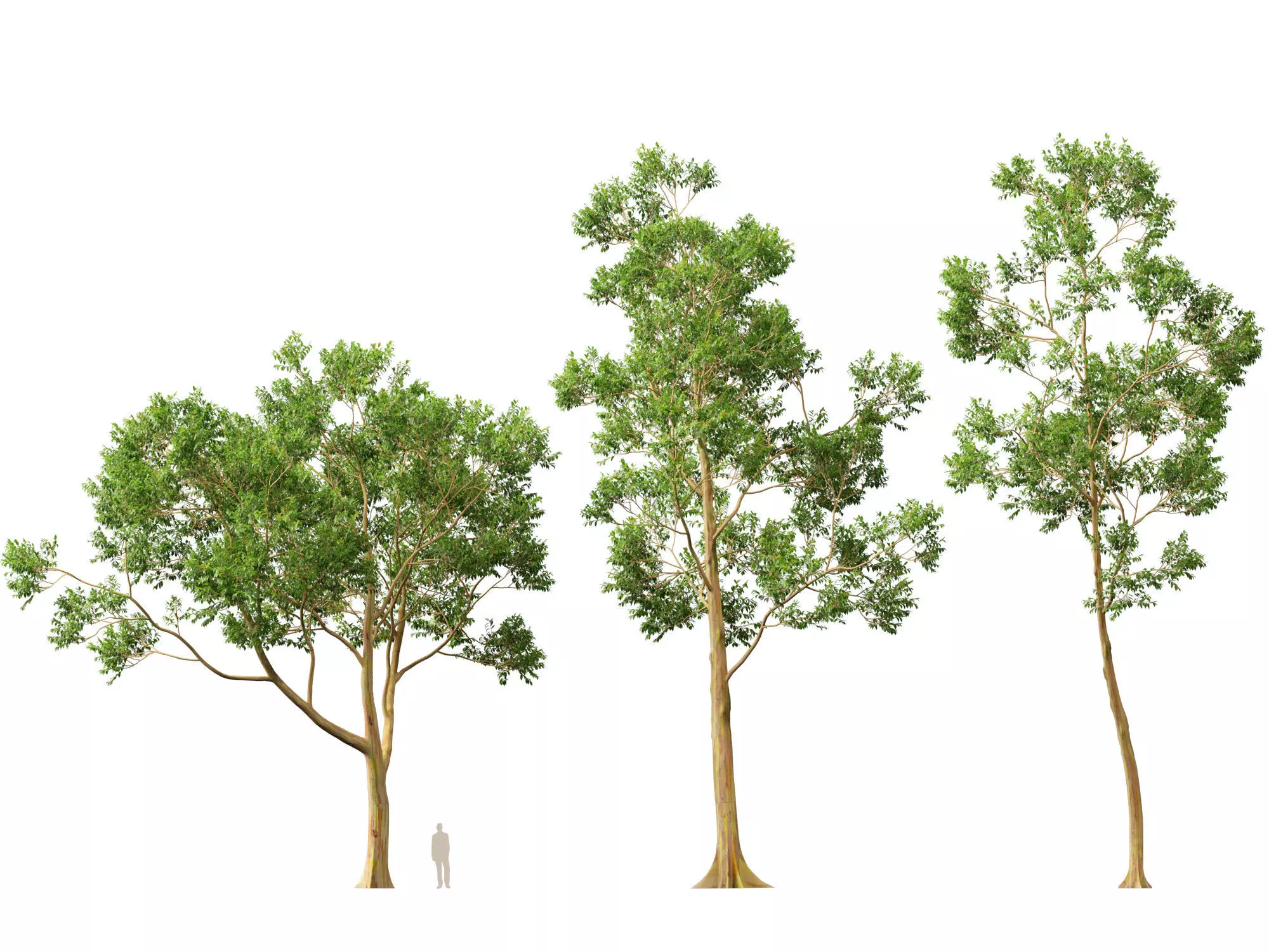 HighPoly -LowPoly - Eucalyptus Deglupta - Rainbow Gum Low-poly 3D model_9