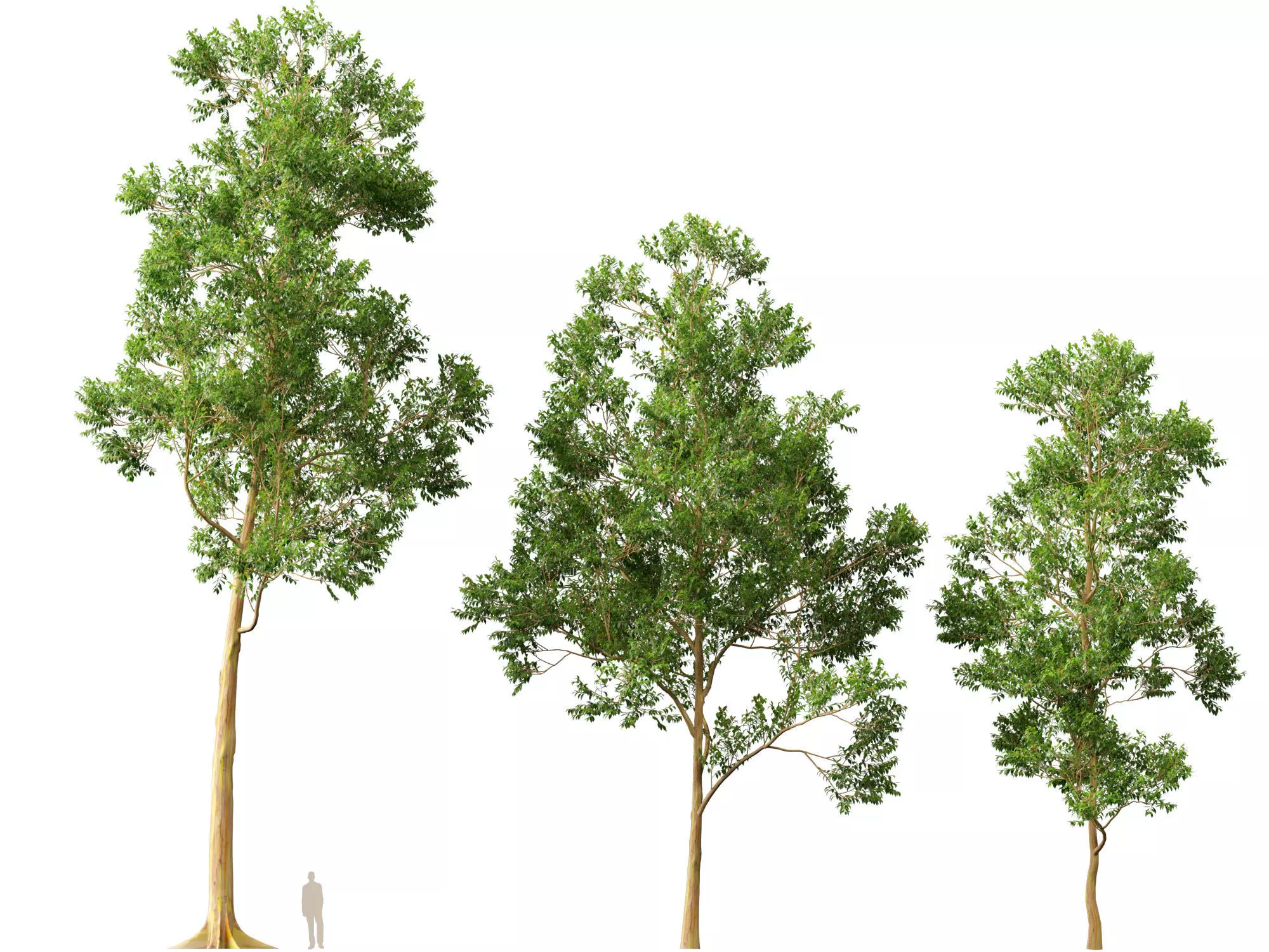 HighPoly -LowPoly - Eucalyptus Deglupta - Rainbow Gum Low-poly 3D model_11