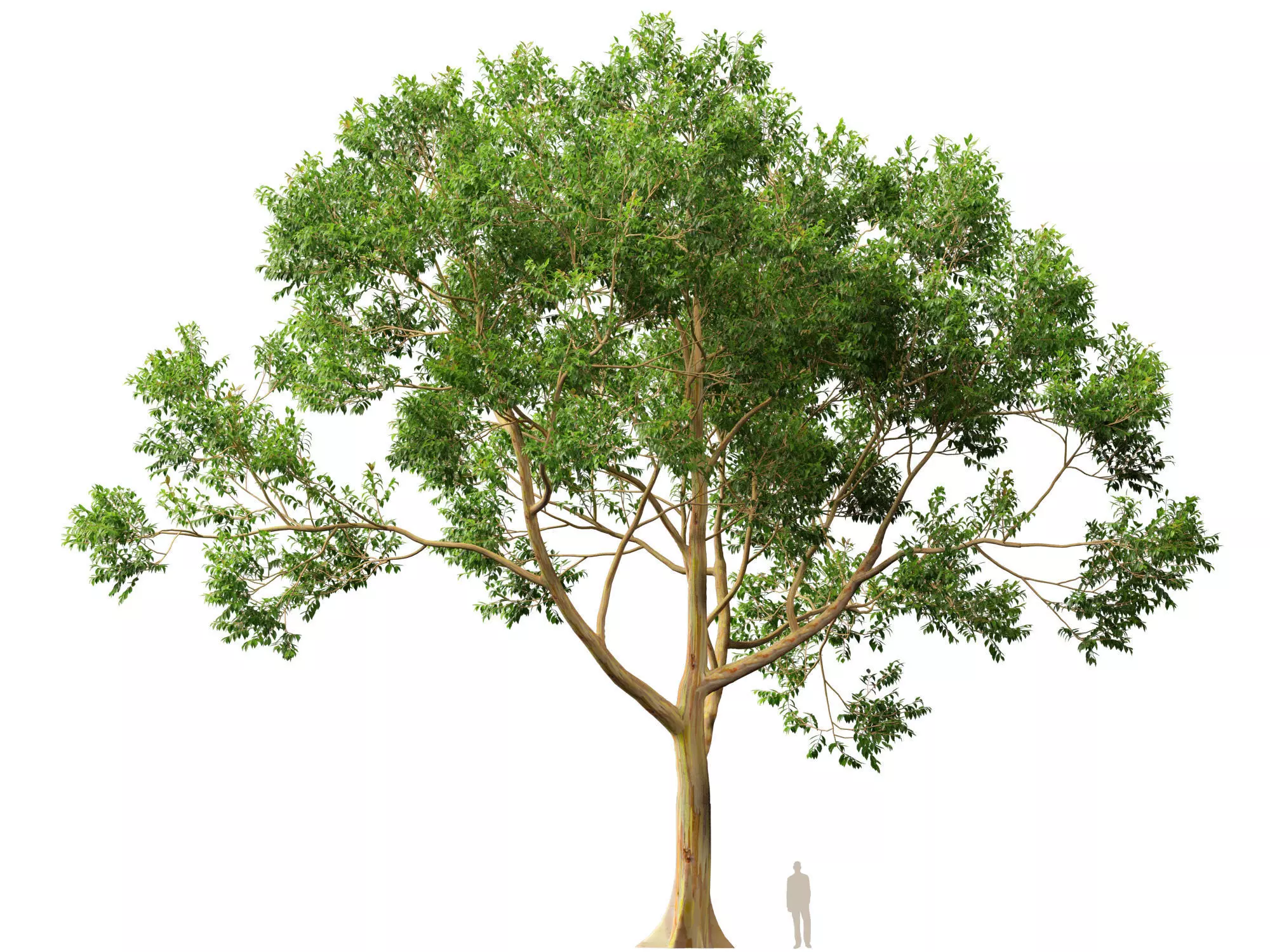 HighPoly -LowPoly - Eucalyptus Deglupta - Rainbow Gum Low-poly 3D model_7