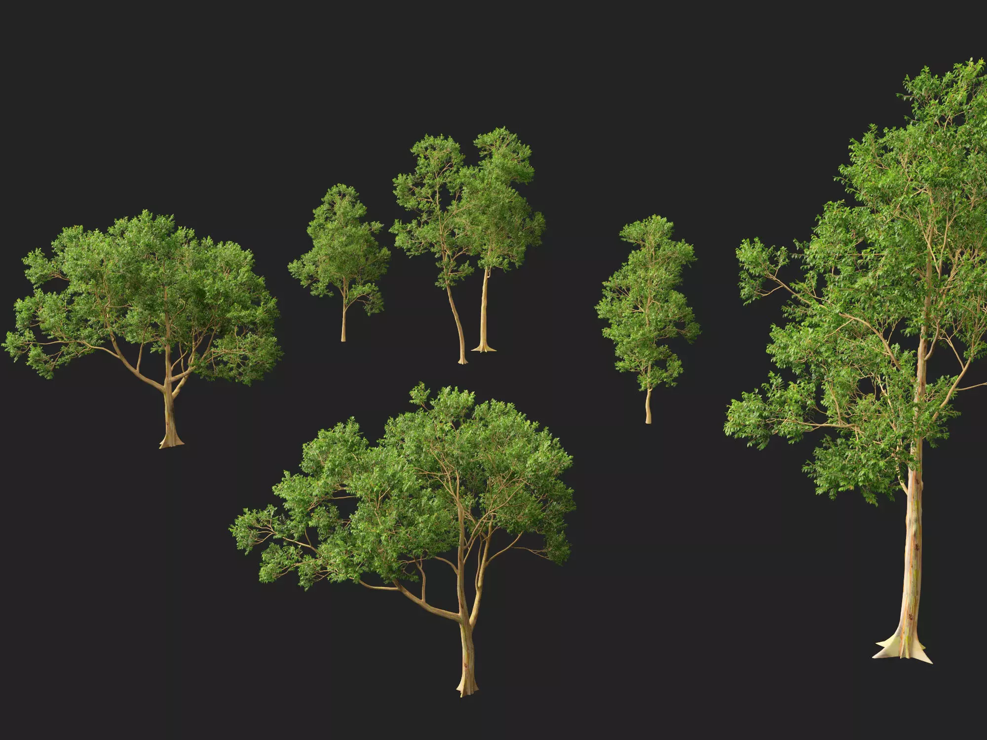 HighPoly -LowPoly - Eucalyptus Deglupta - Rainbow Gum Low-poly 3D model_1