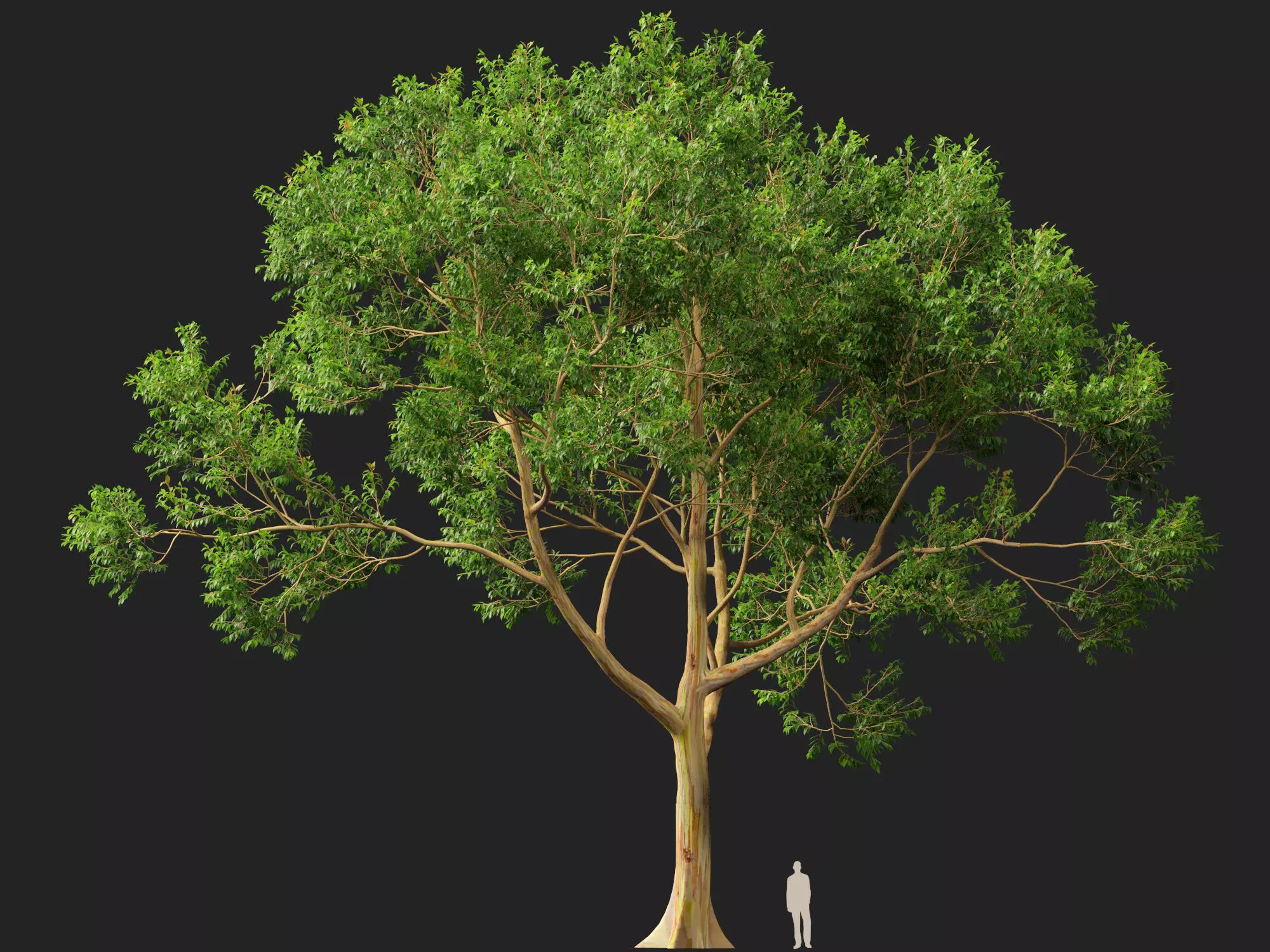 HighPoly -LowPoly - Eucalyptus Deglupta - Rainbow Gum Low-poly 3D model_8