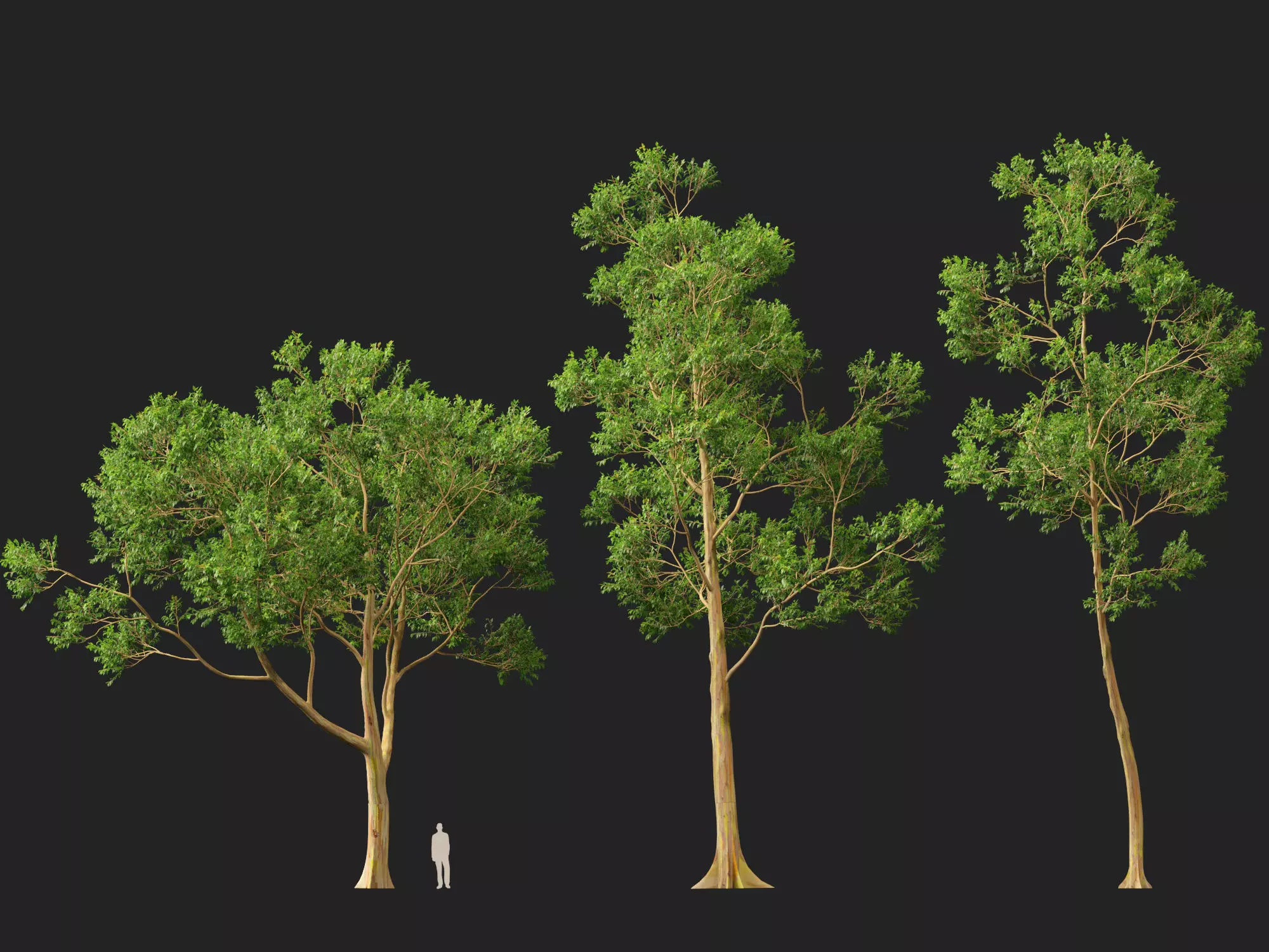 HighPoly -LowPoly - Eucalyptus Deglupta - Rainbow Gum Low-poly 3D model_10