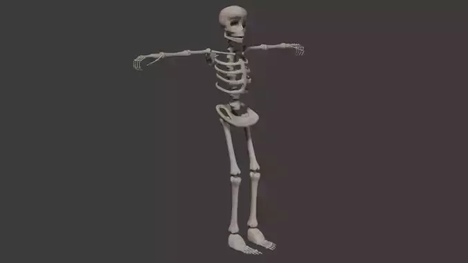 Human Skeleton