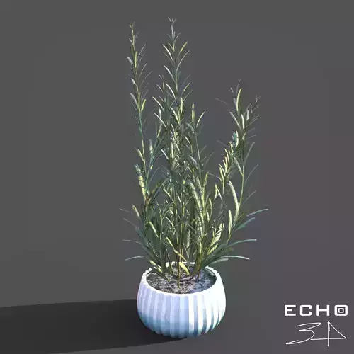 Rosemary Plant in Pot  3D model