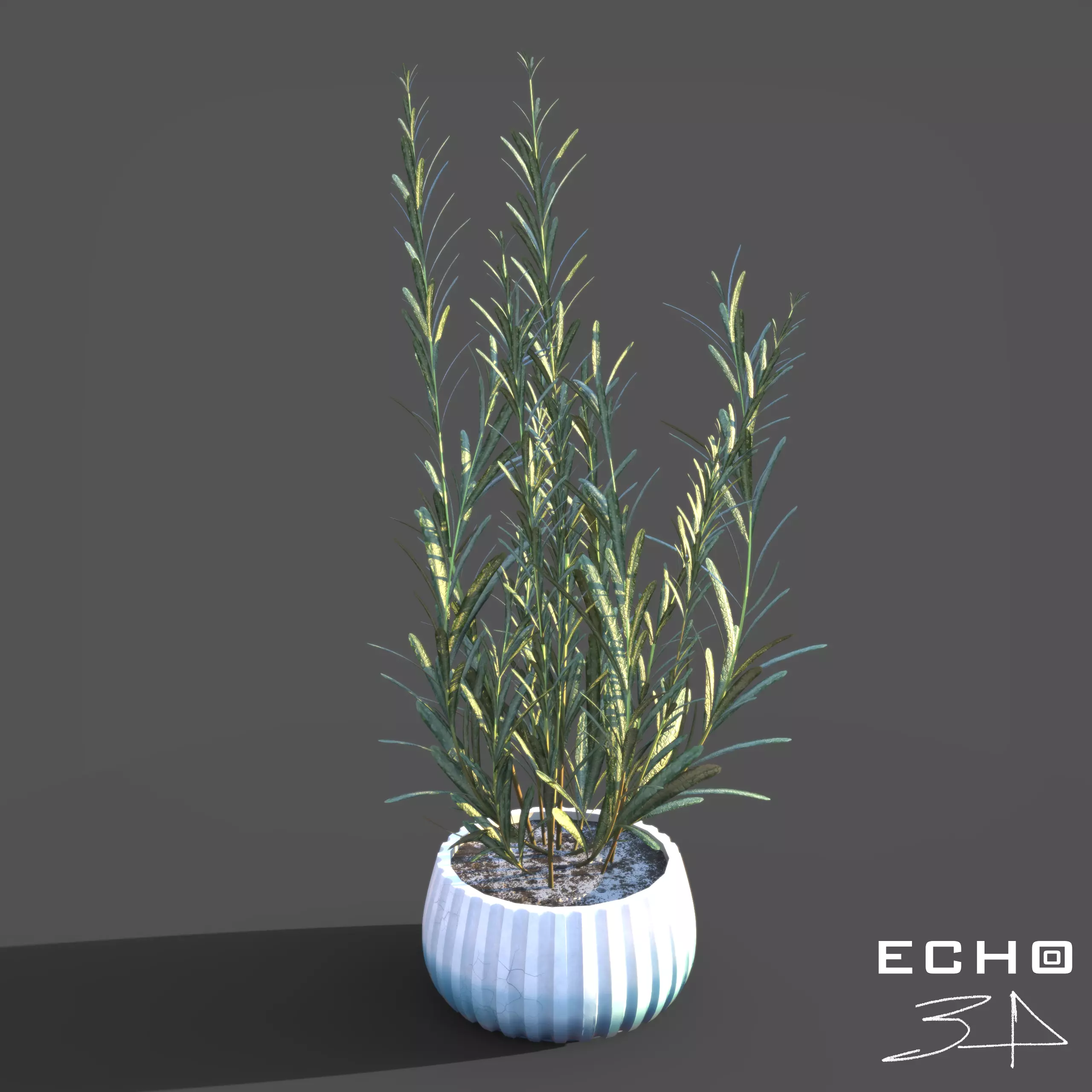 Rosemary Plant in Pot  3D model_0