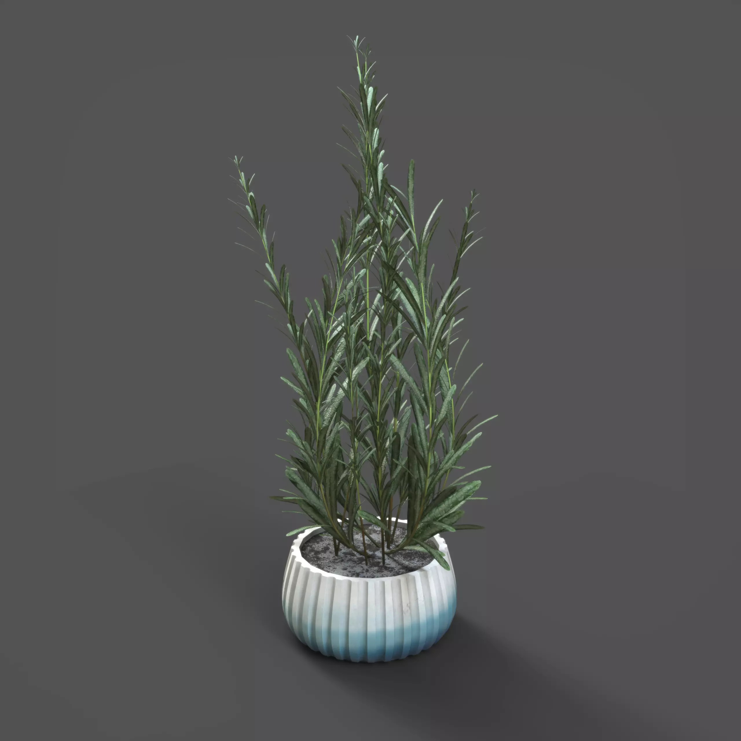 Rosemary Plant in Pot  3D model_1