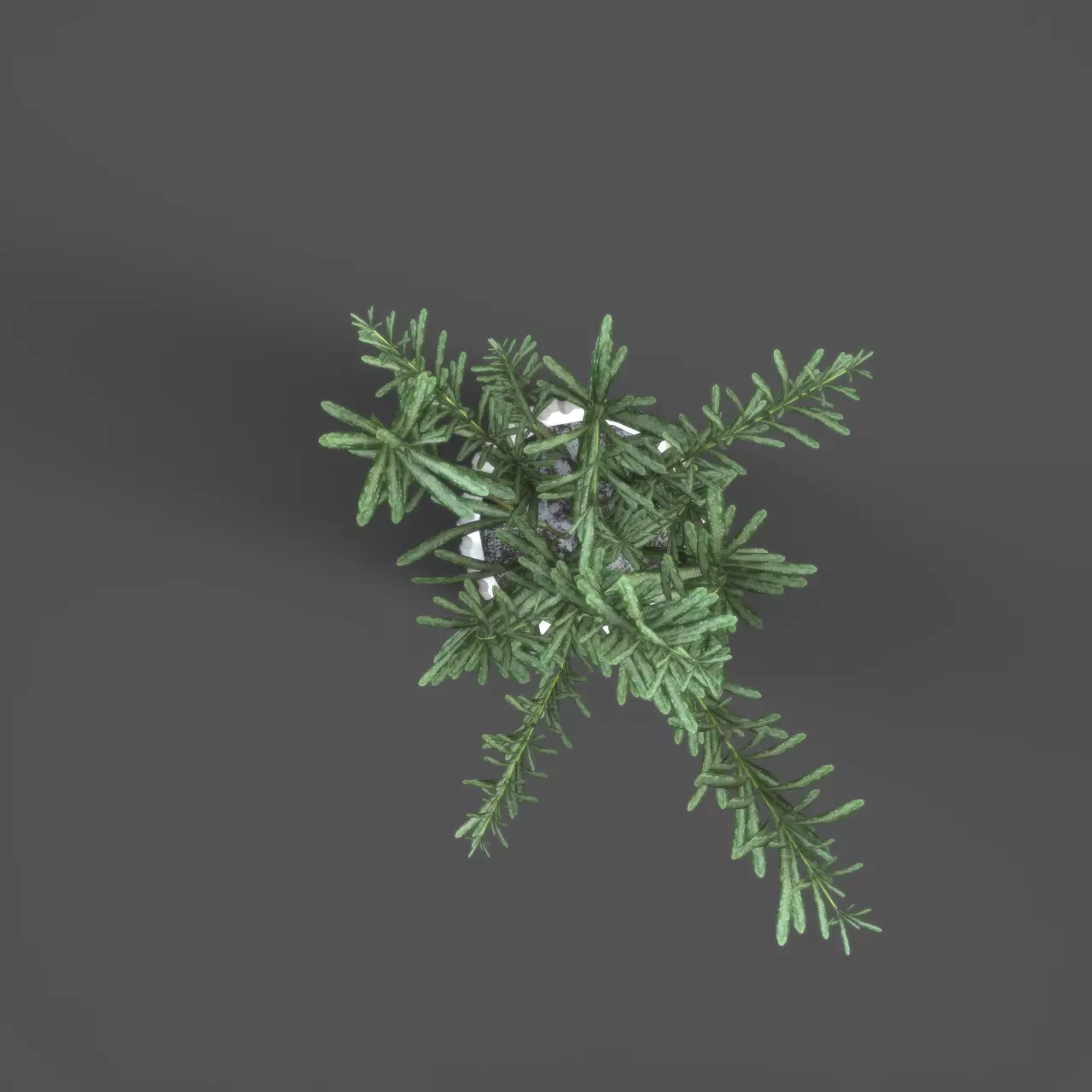 Rosemary Plant in Pot  3D model_3